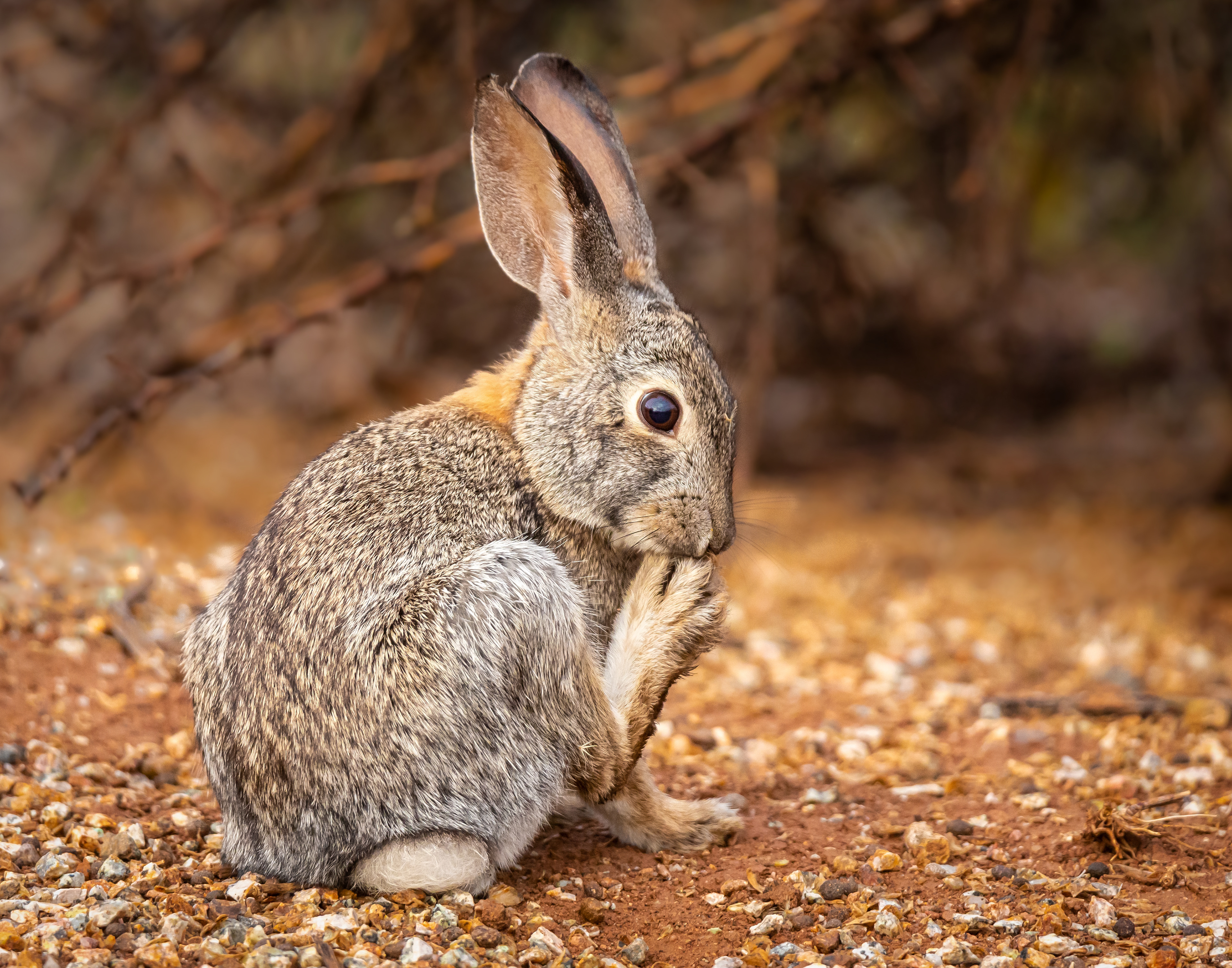 Western Cottontail