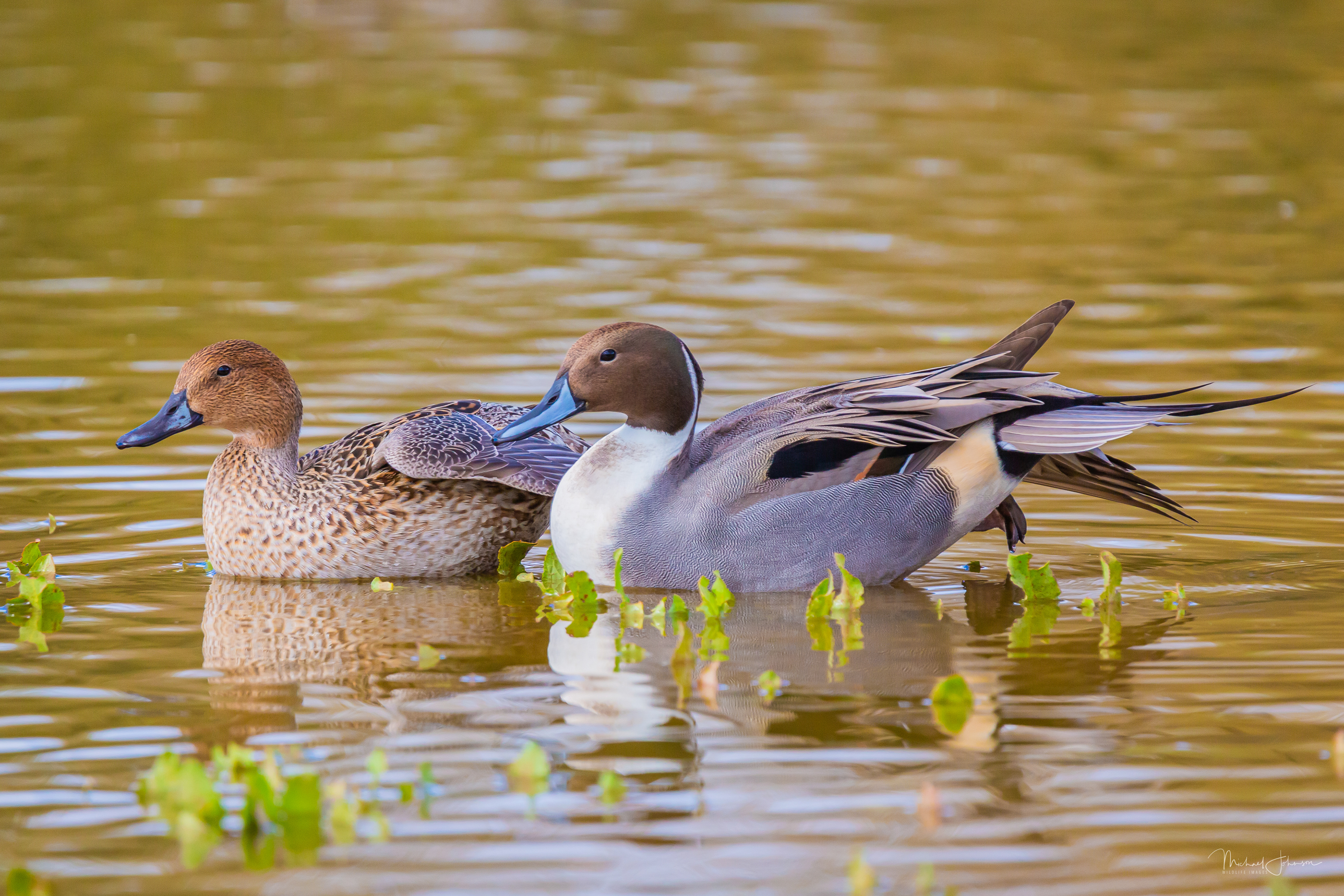 Northern Pintail 