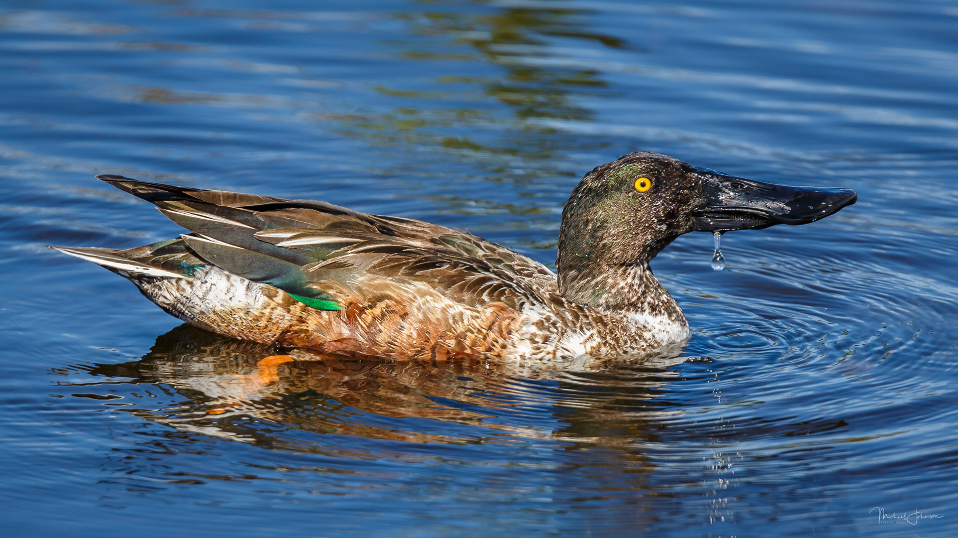 Northern Shoveler