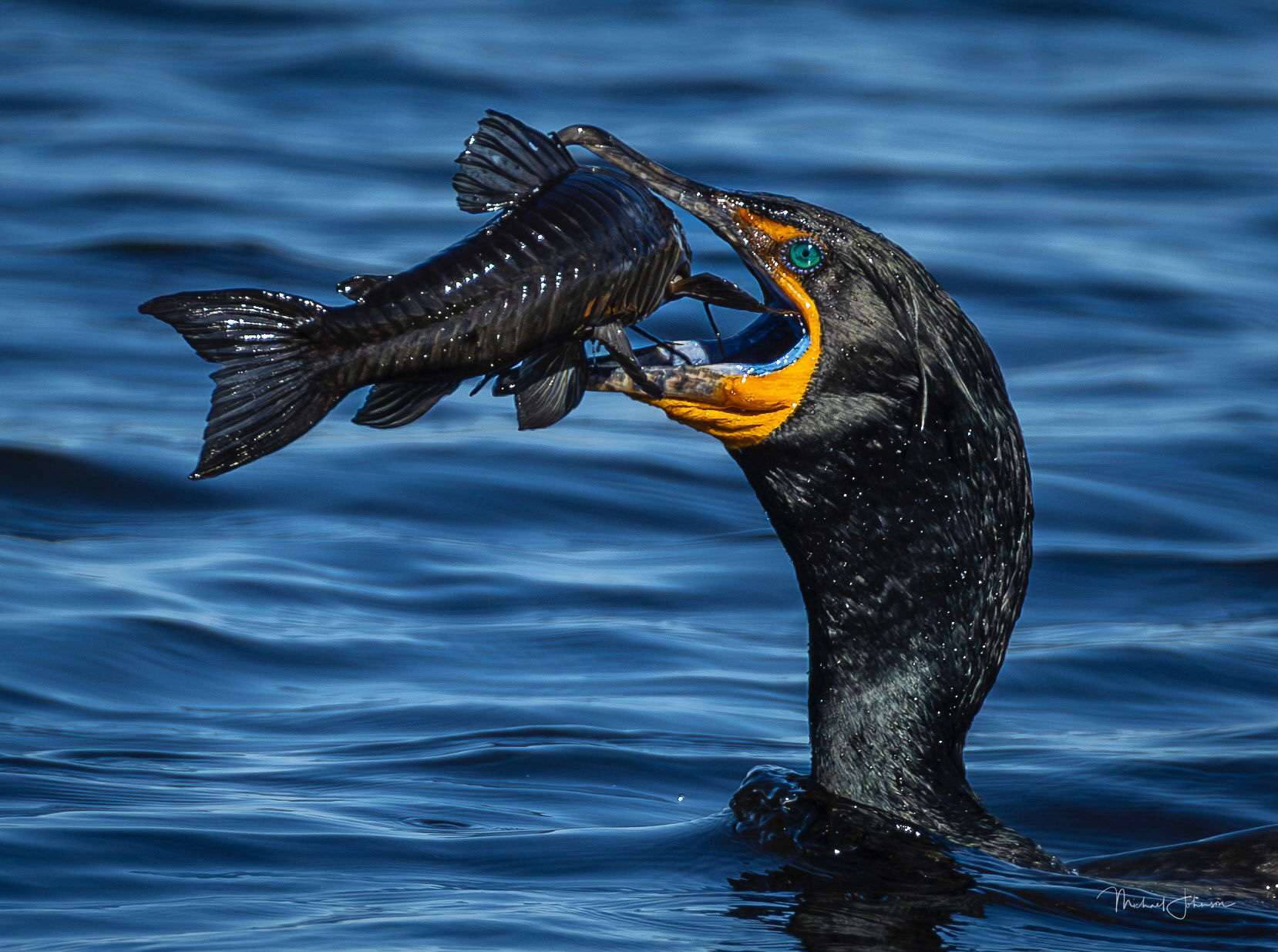 Double-Crested Cormorant