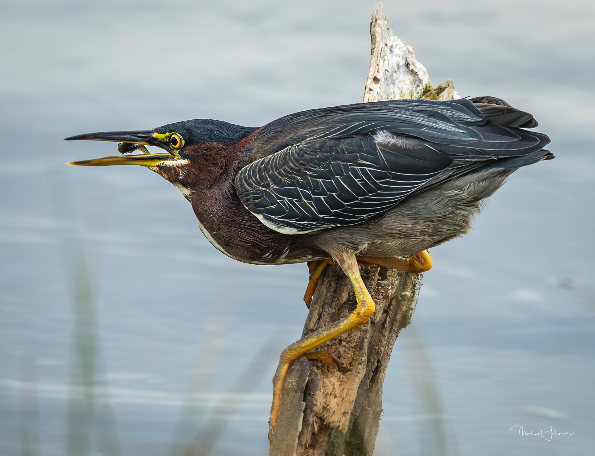 Green Heron