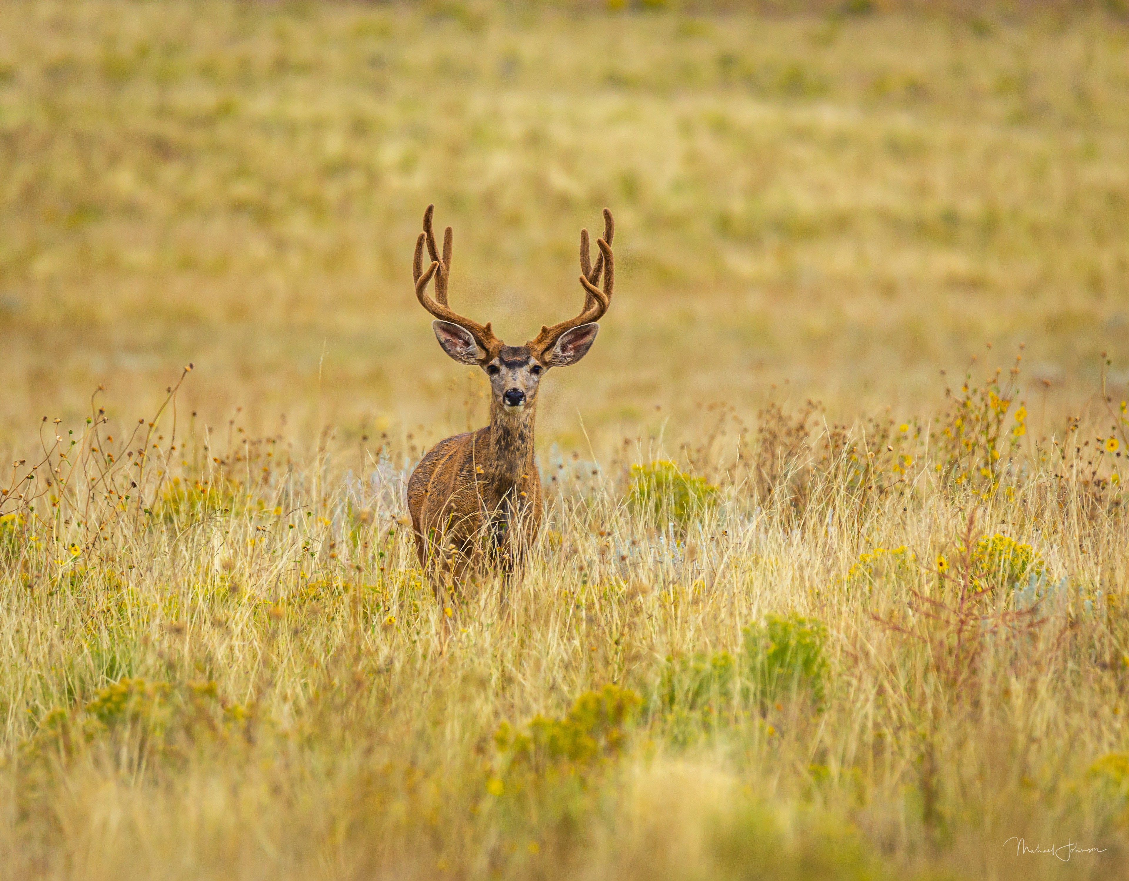 Mule Deer