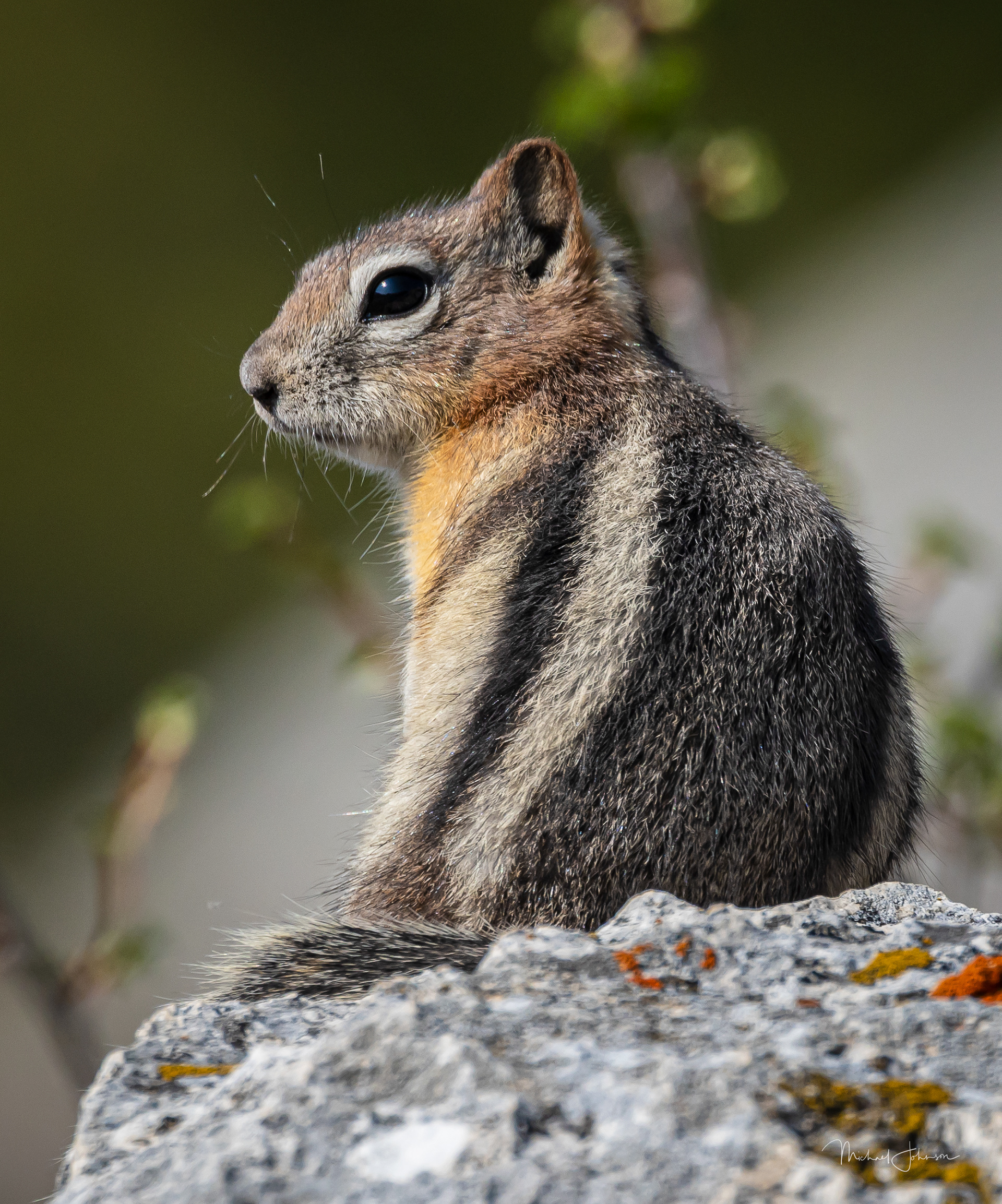 Golden-mantled Ground Squirrel