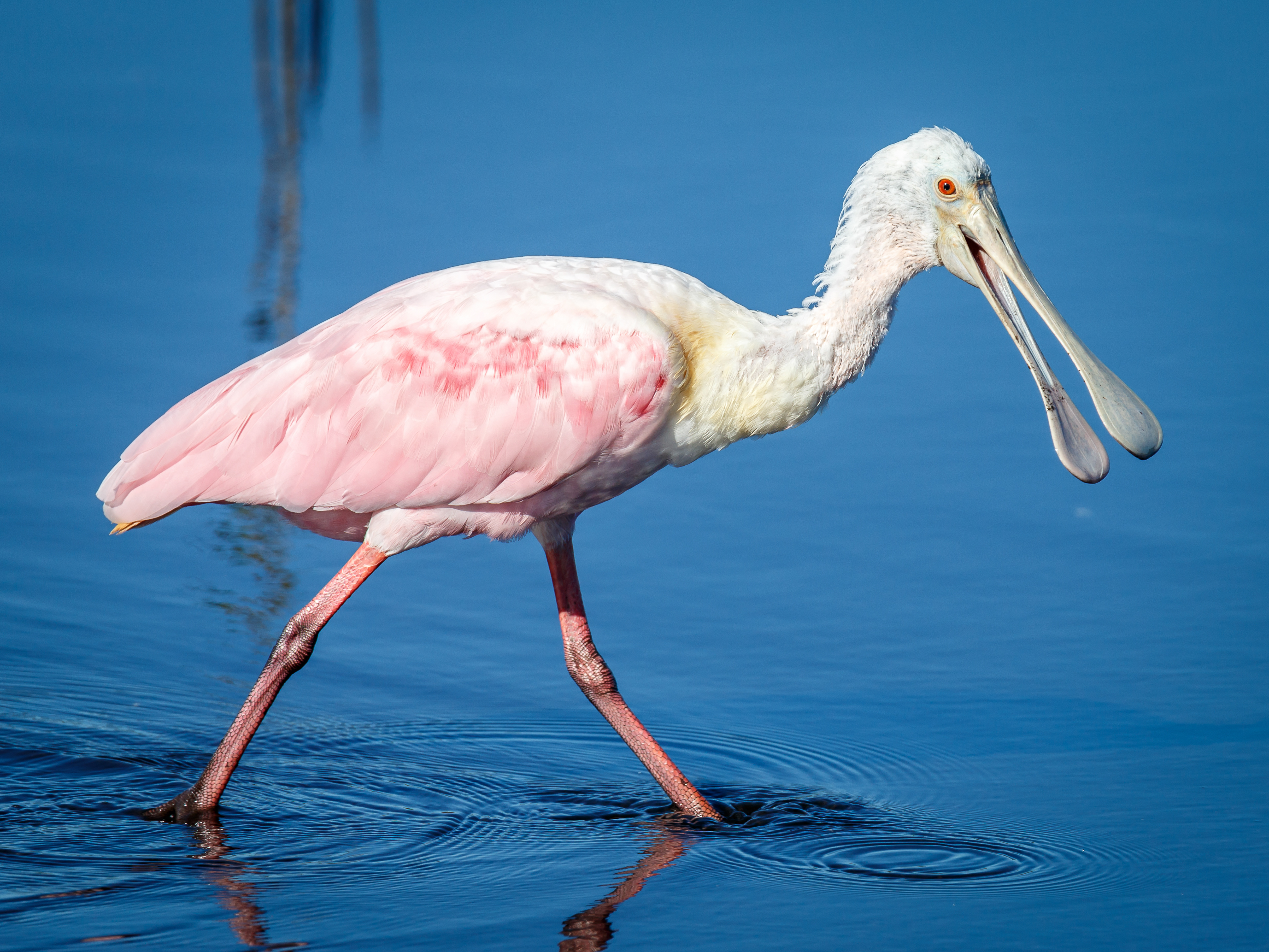 Roseate Spoonbill
