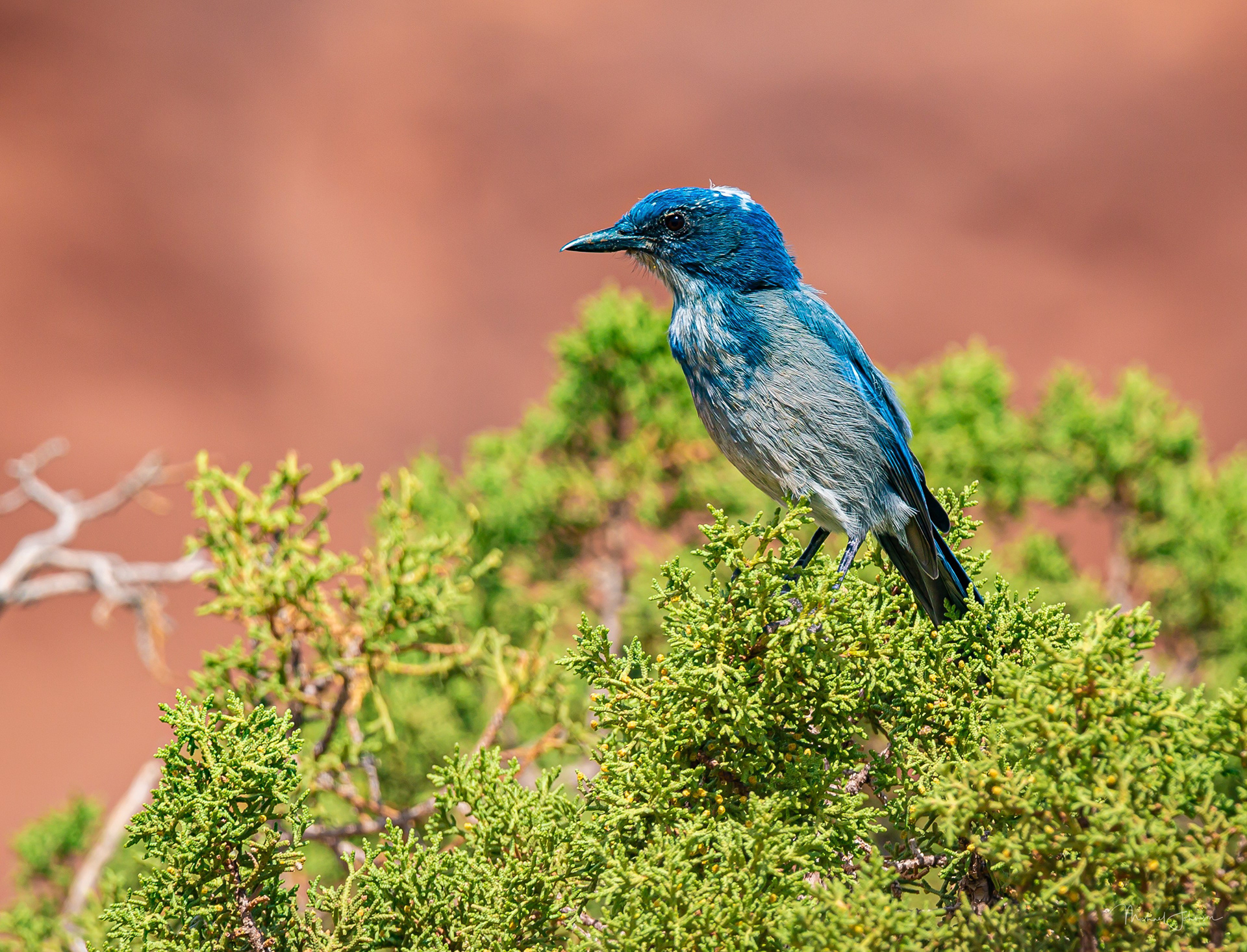 Canyonlands National Park - Scrub Jay