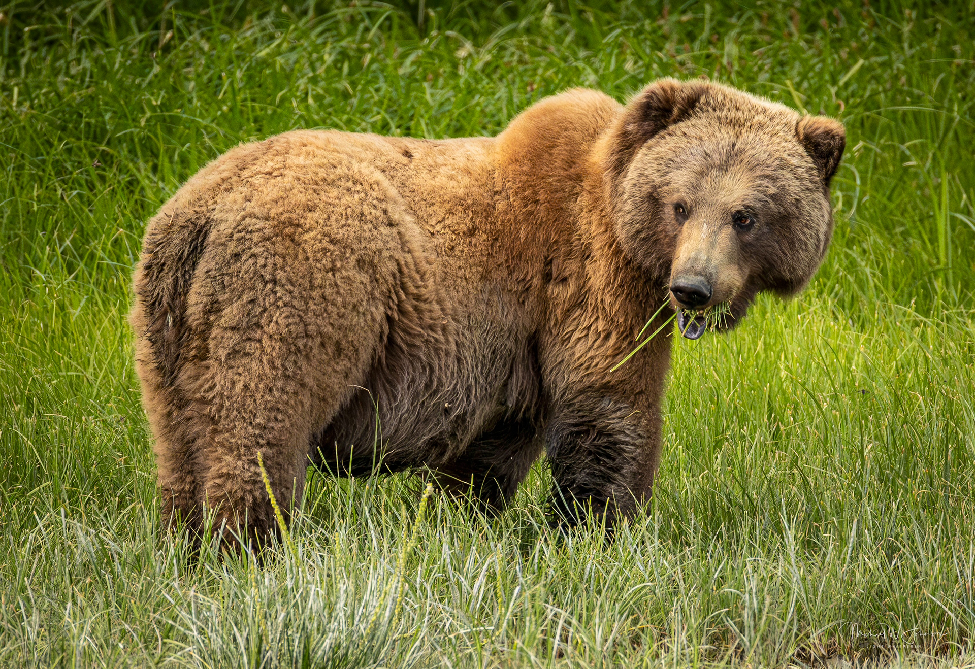 Brown Bear - Big Sow