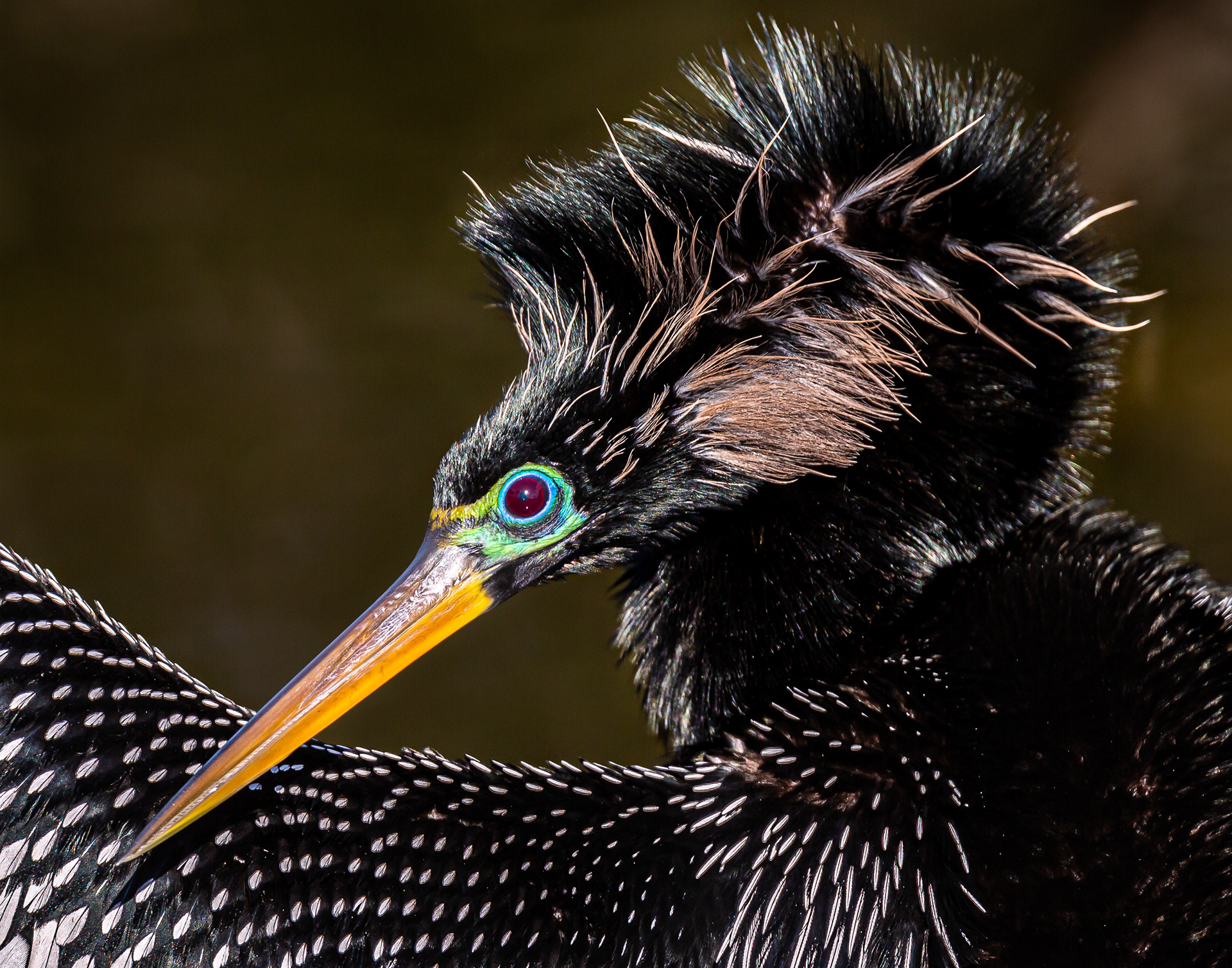 Anhinga