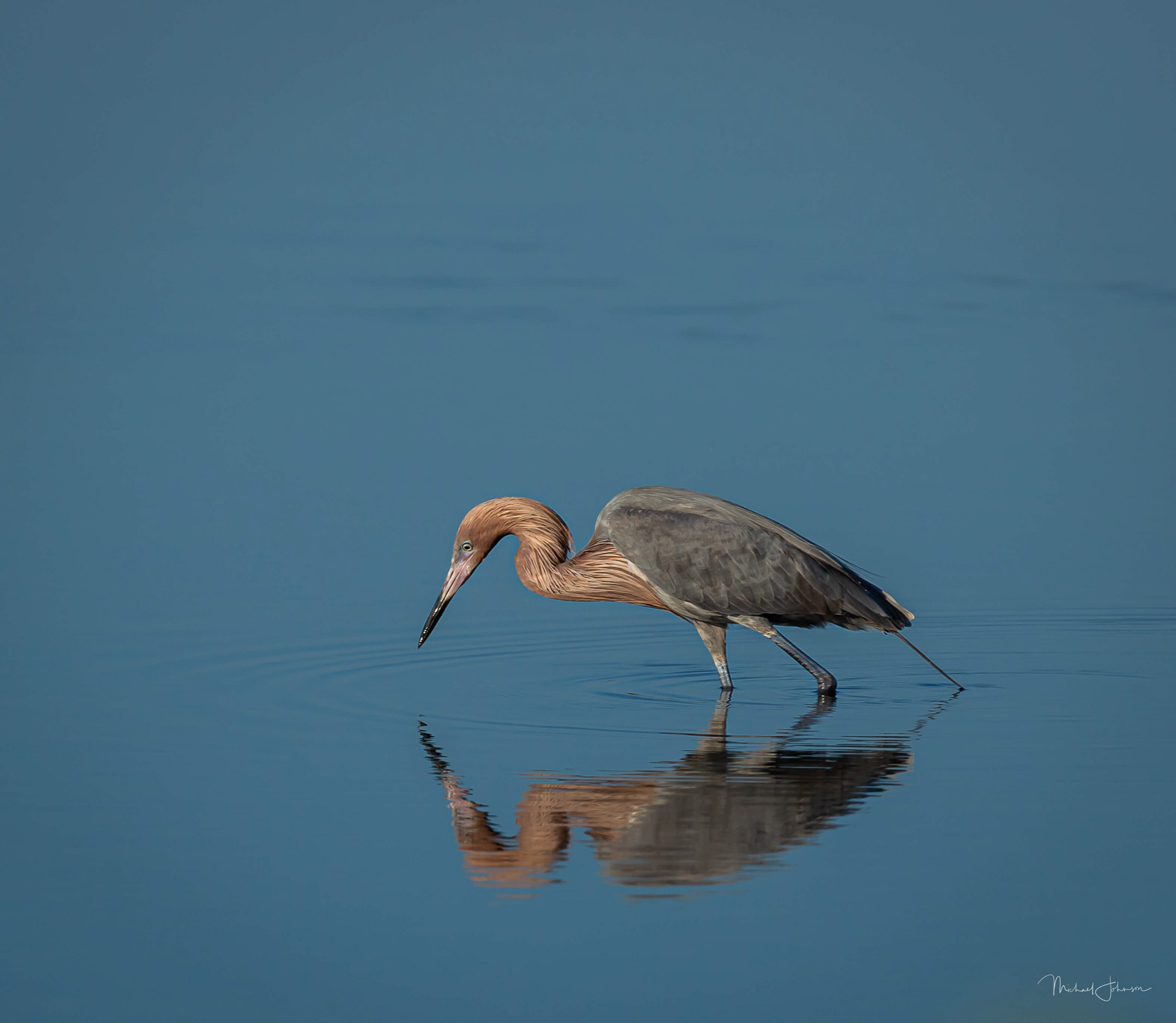 Reddish Egret