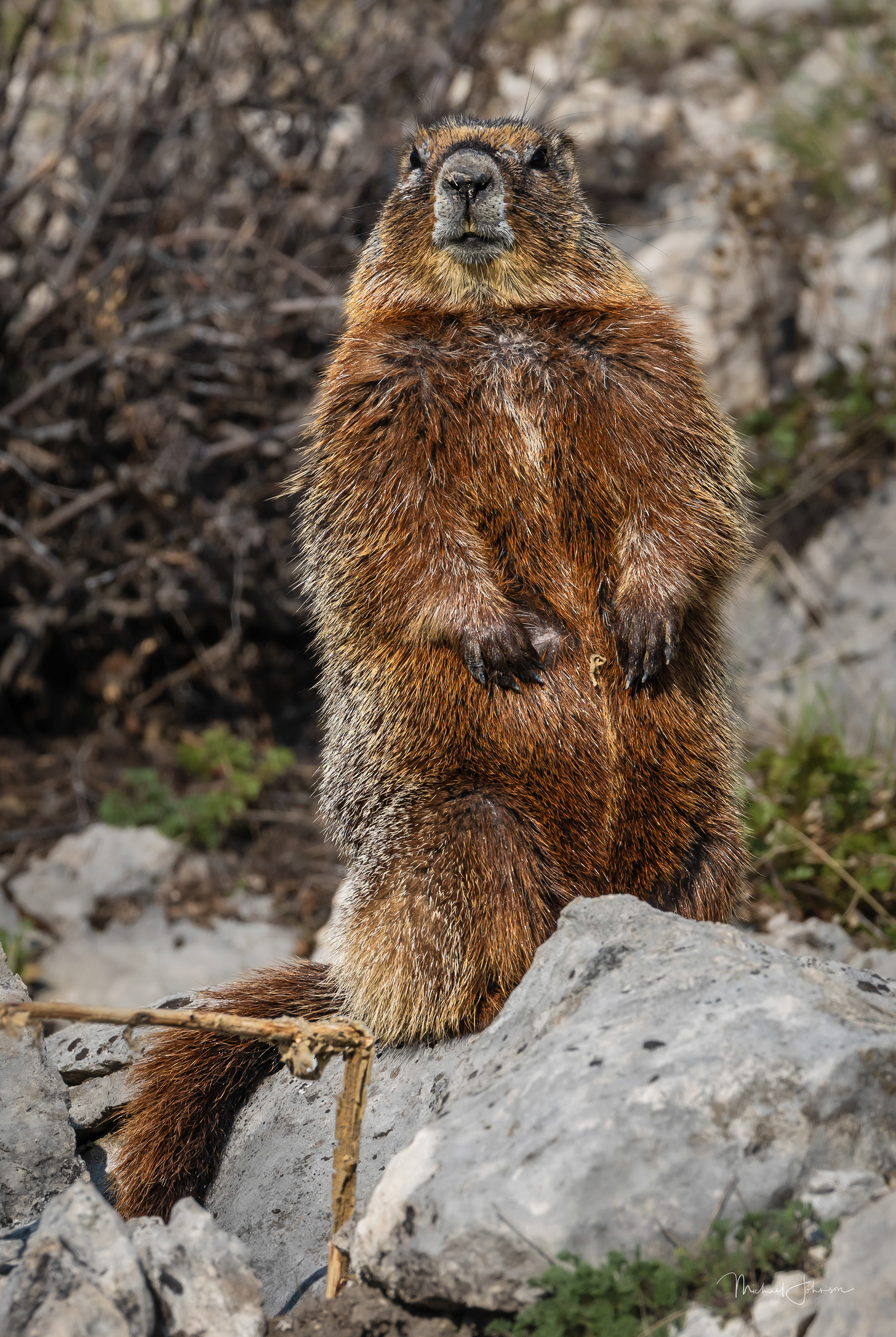Yellow-bellied Marmot