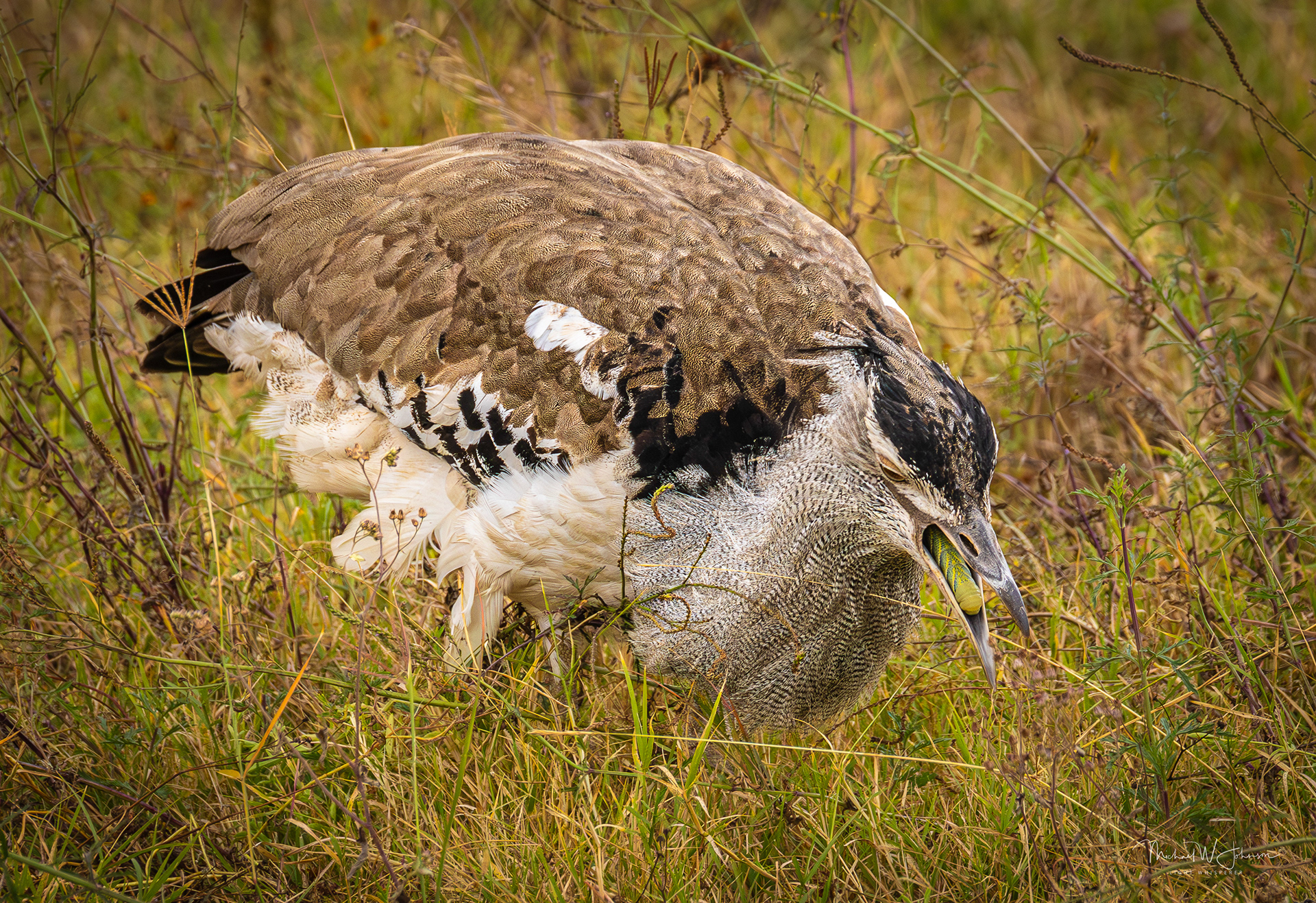 Kori Bustard