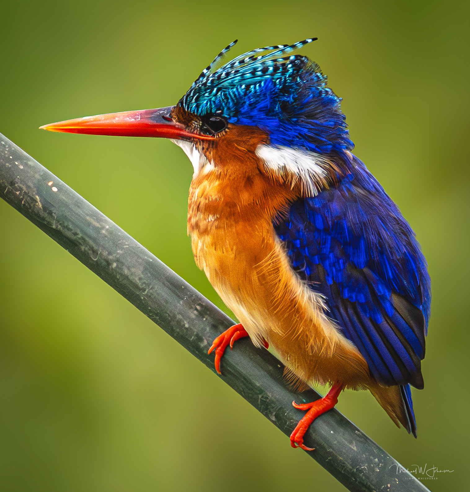 Malachite Kingfisher
