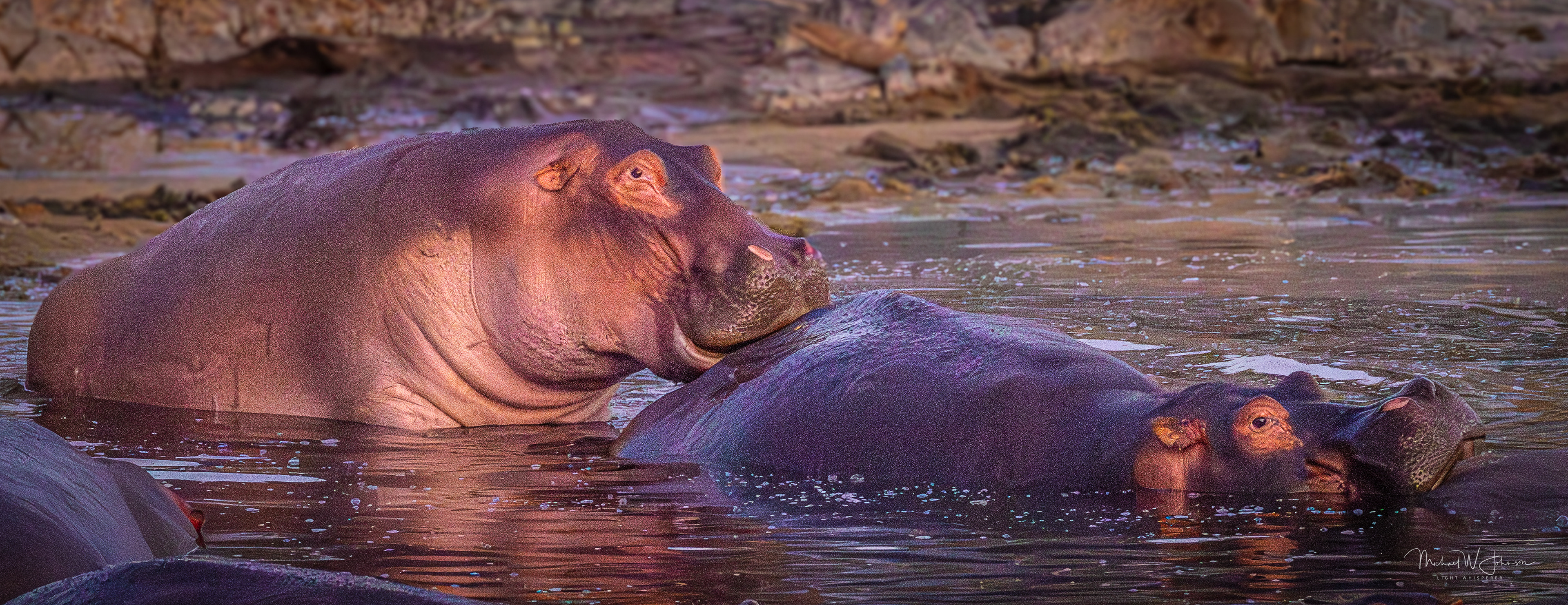 Hippos