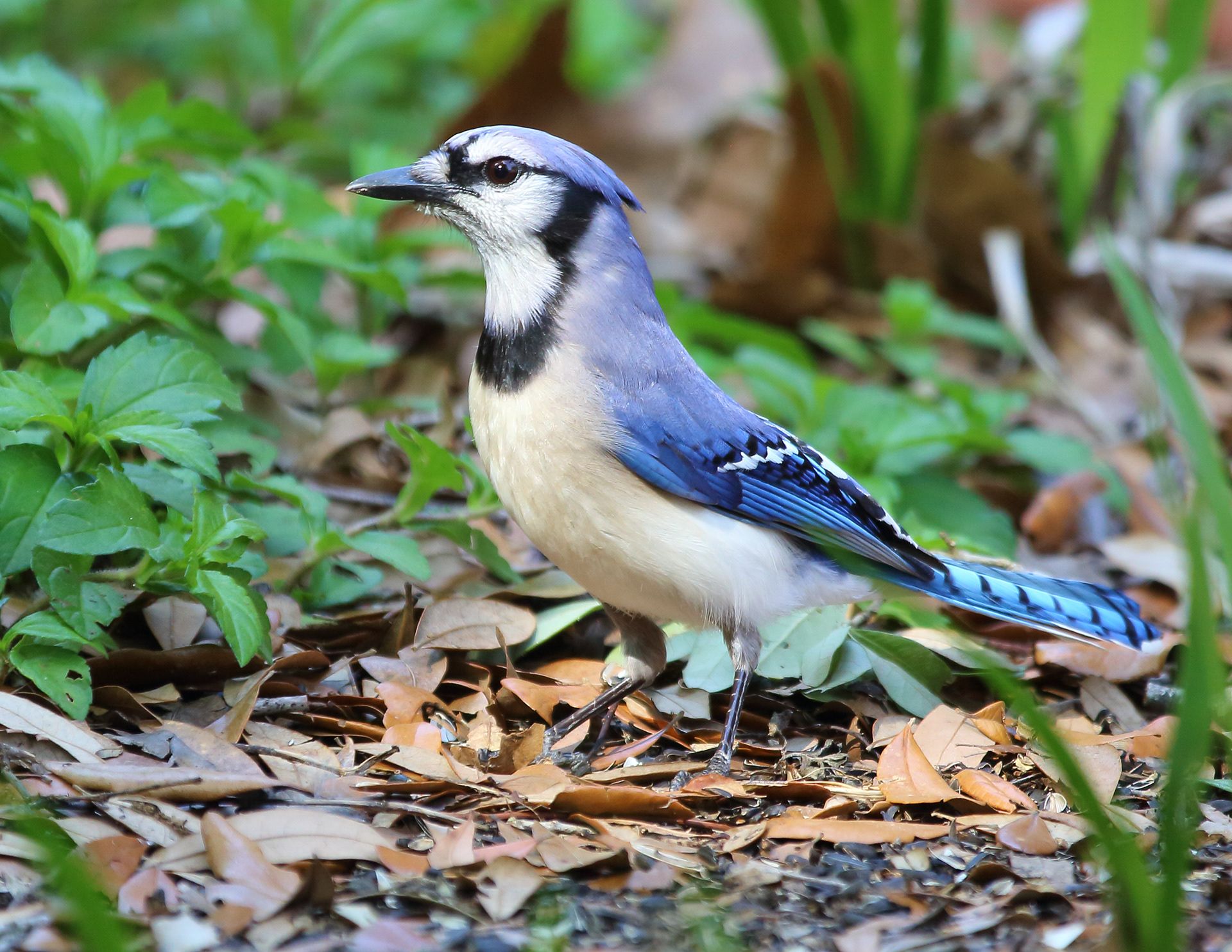 Blue Jay