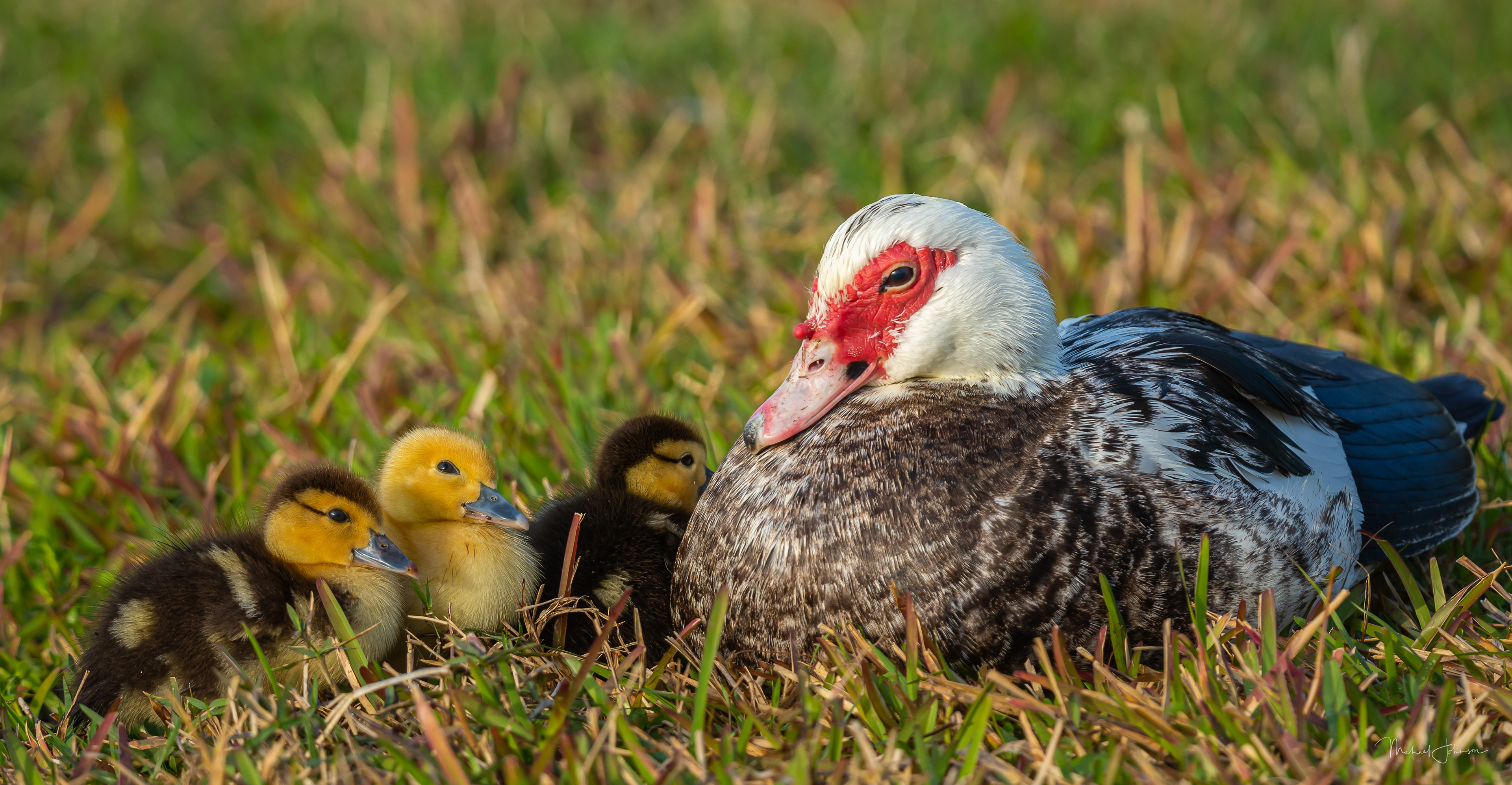 Muscovy Duck