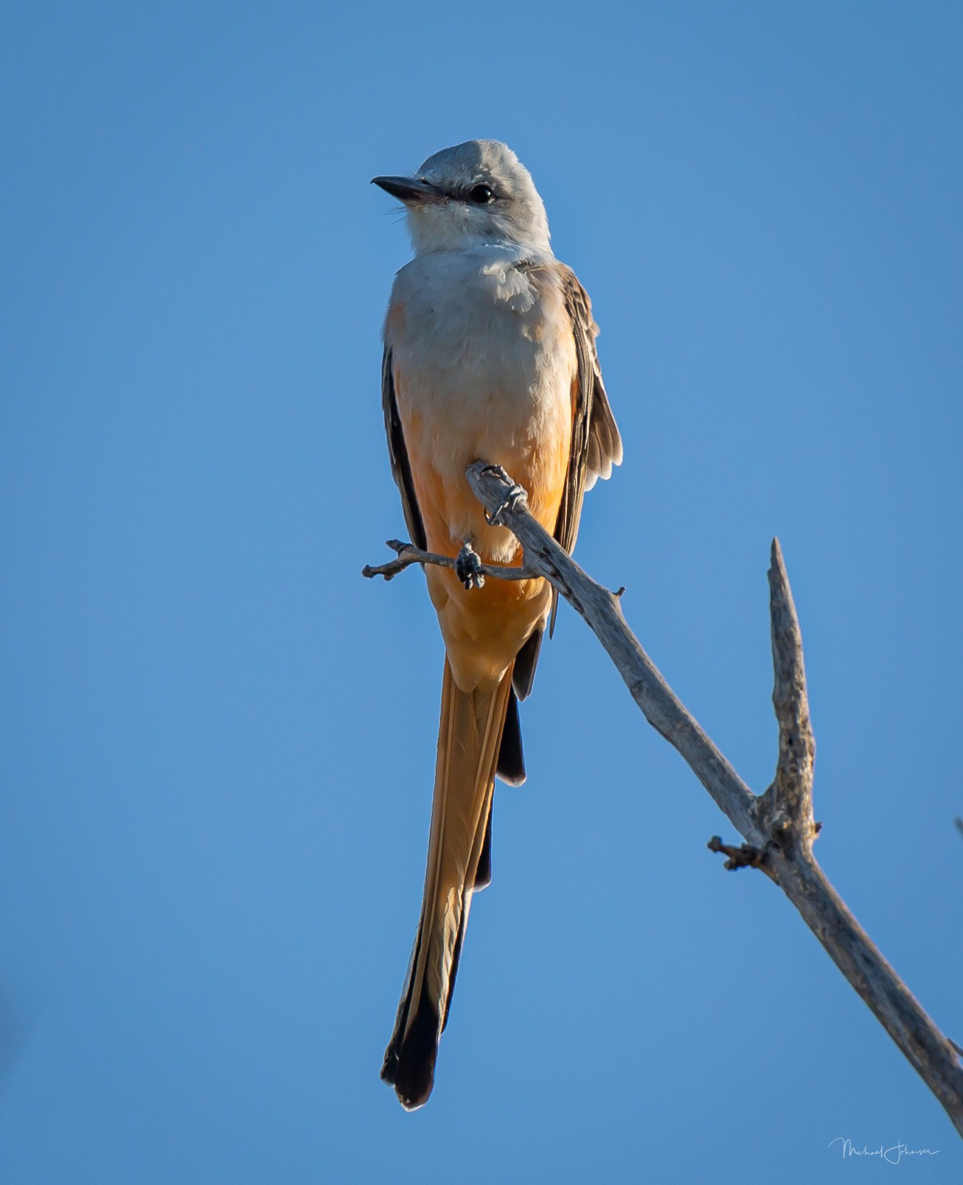 Scissor-tailed Flycatcher