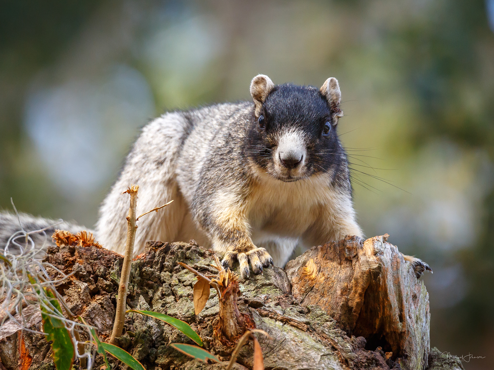 Grey Fox Squirrel