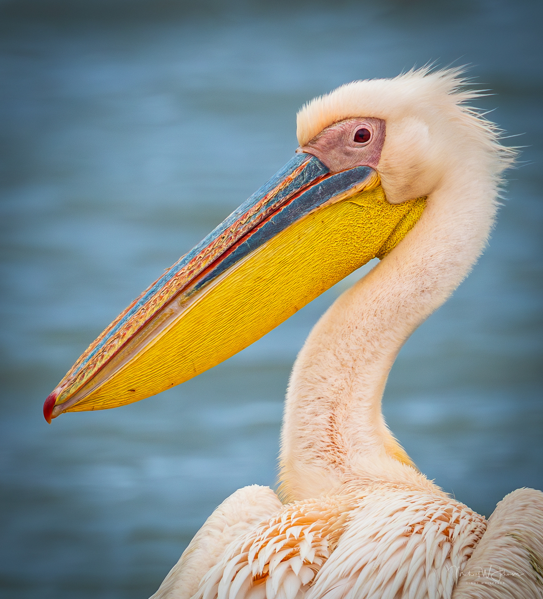 Greater White Pelican