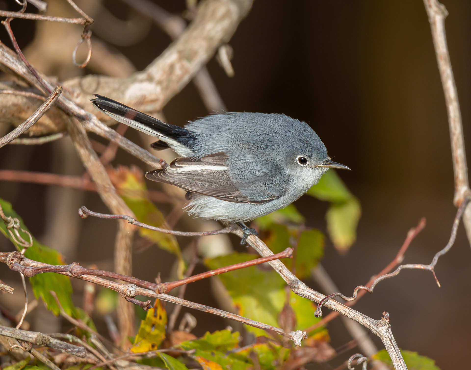 Blue-gray Gnatcatcvher