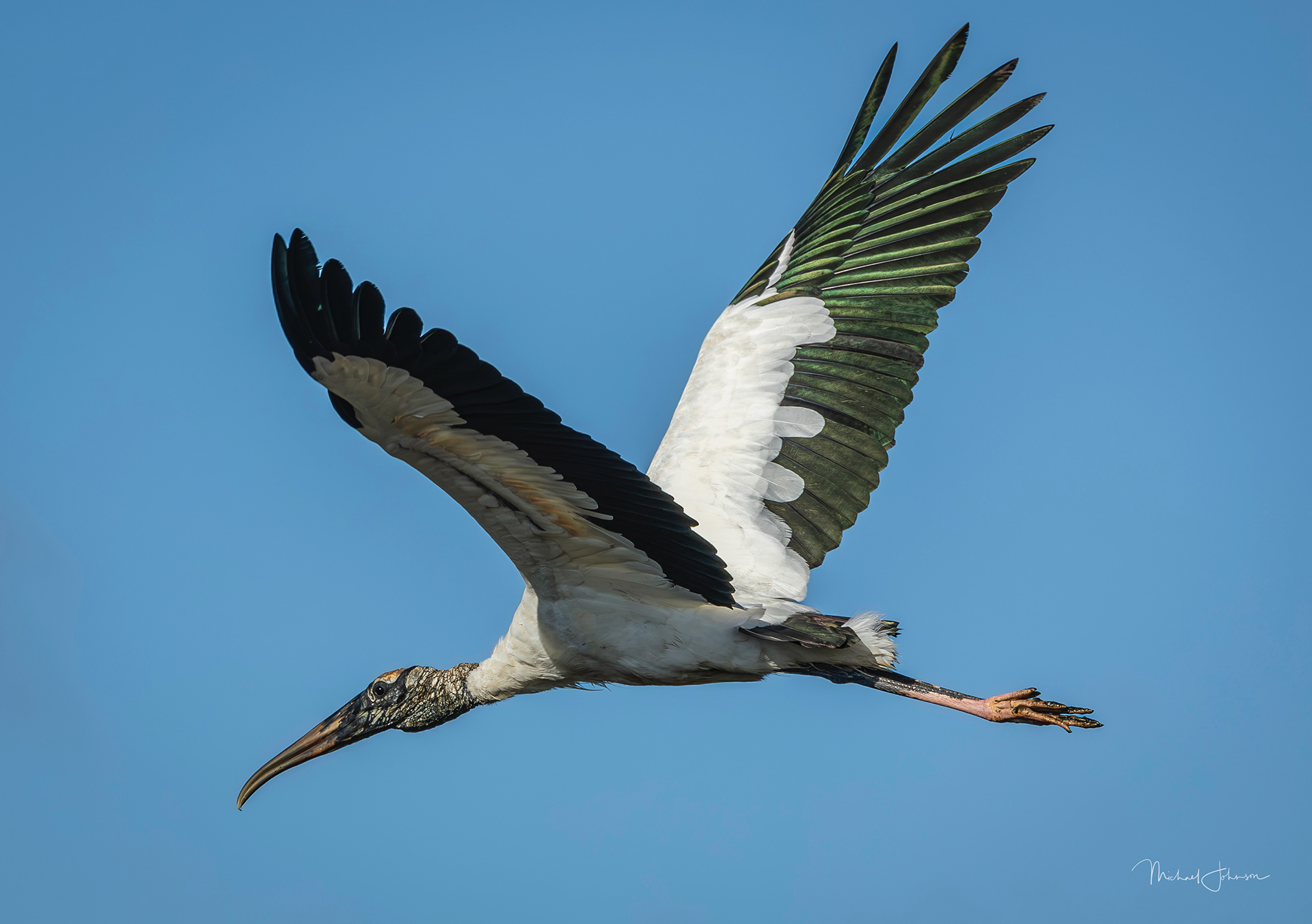 Wood Stork