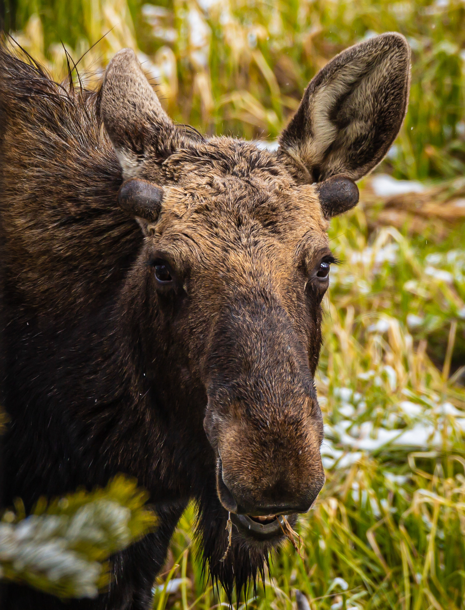 Moose