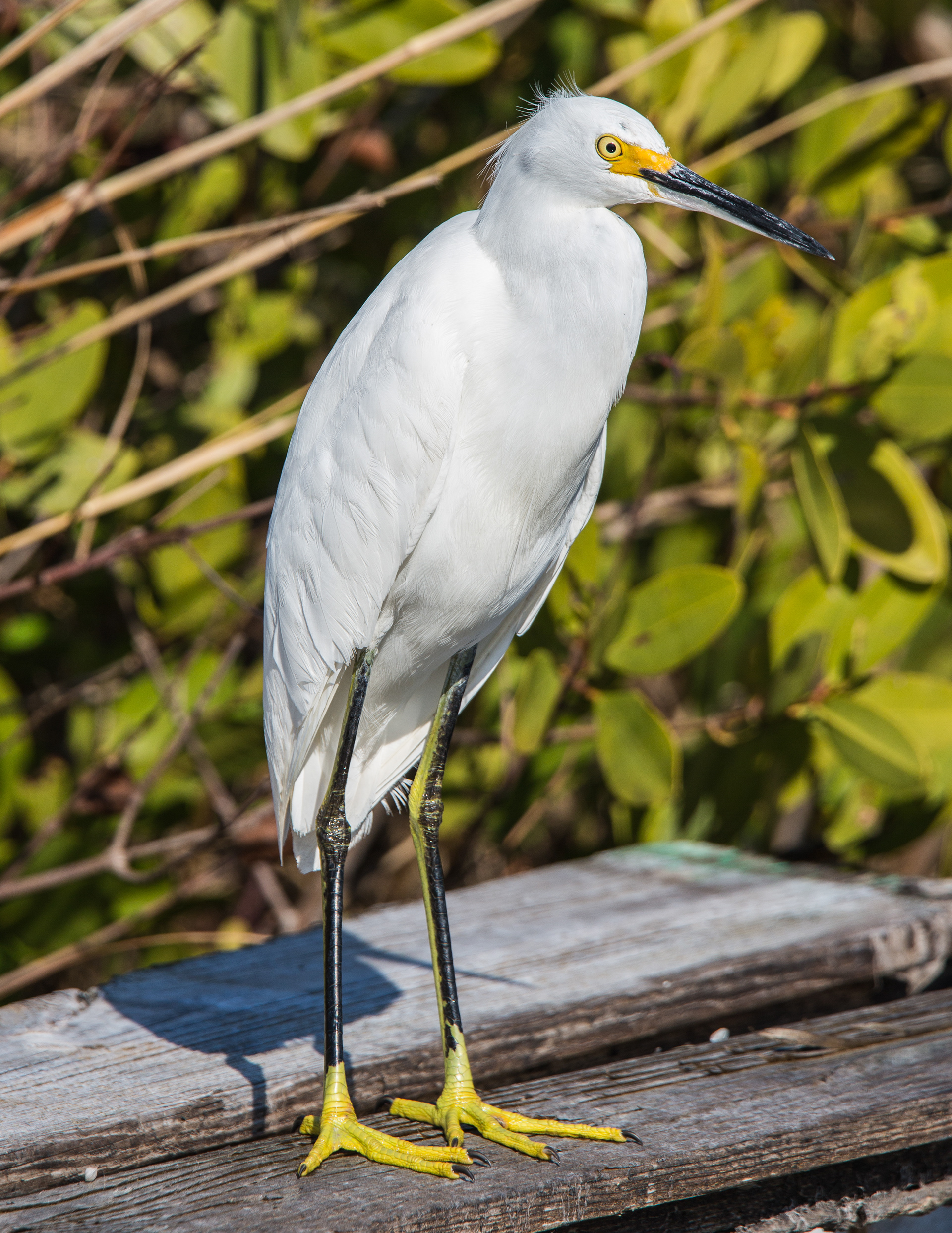 Snowy Egret
