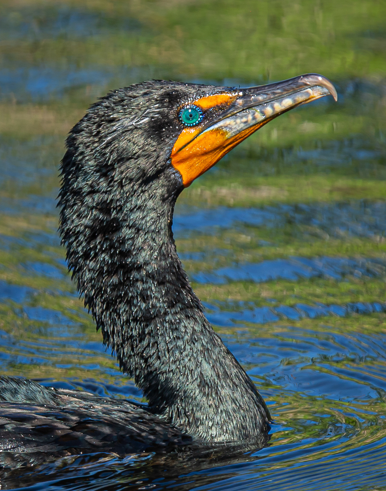 Double-Crested Cormorant