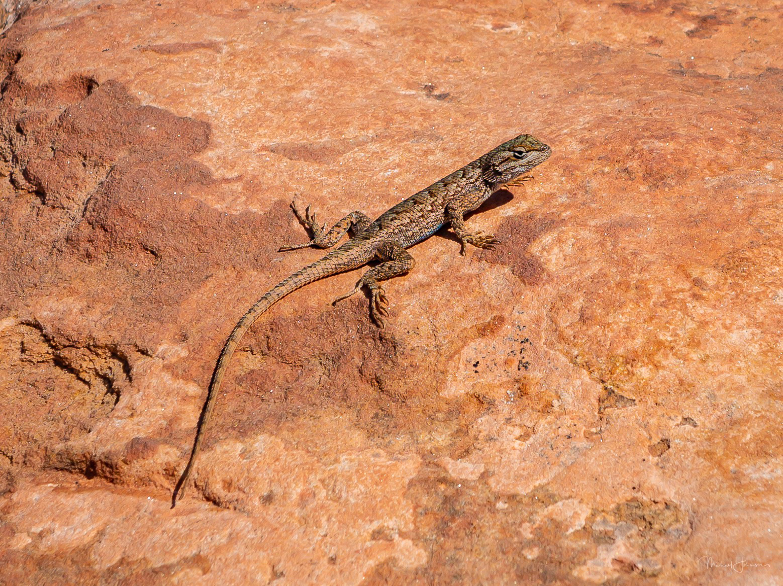 Canyonlands National Park - Grand View Point Overlook - Lizard