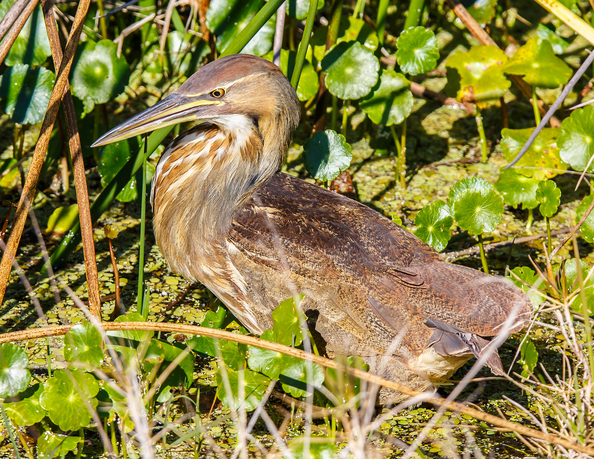American Bittern