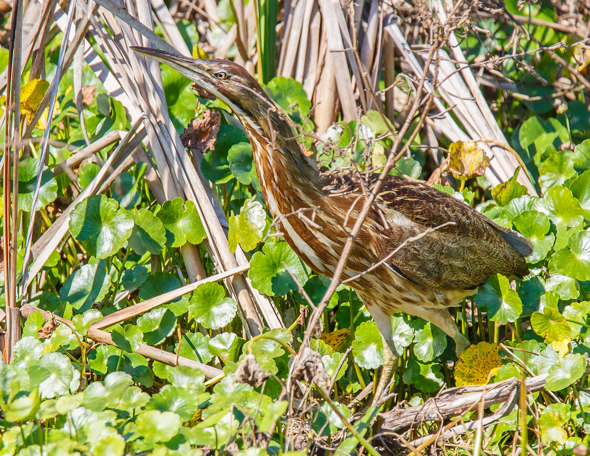 American Bittern