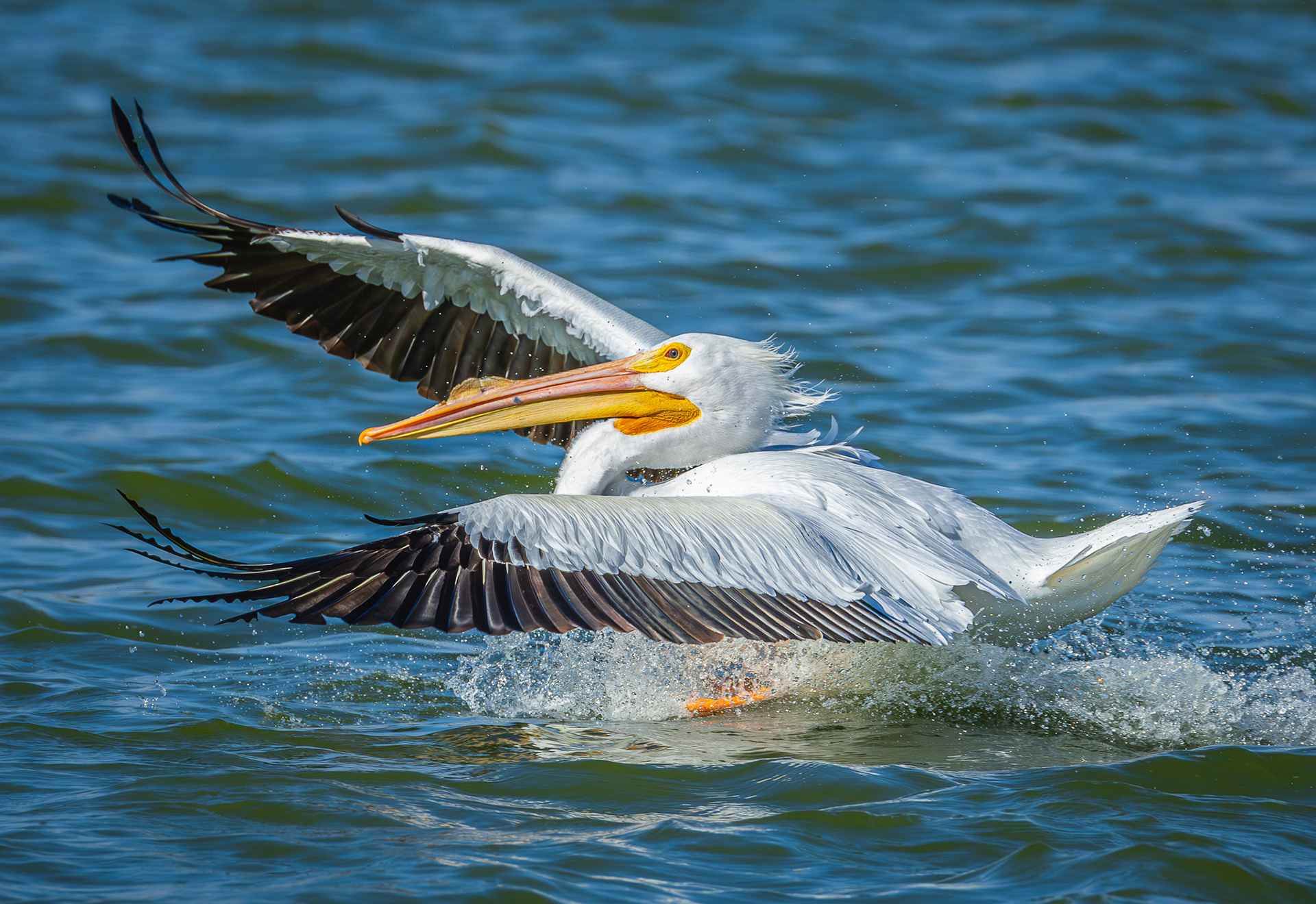 White Pelican