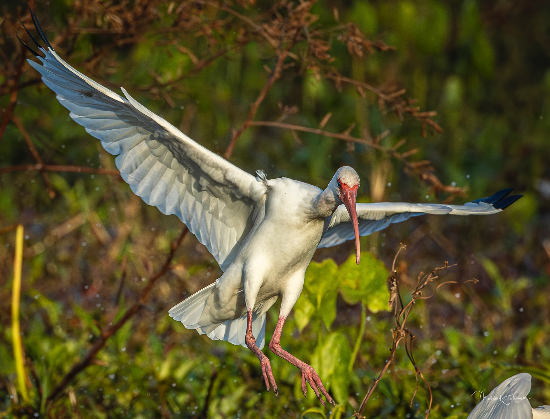 White Ibis