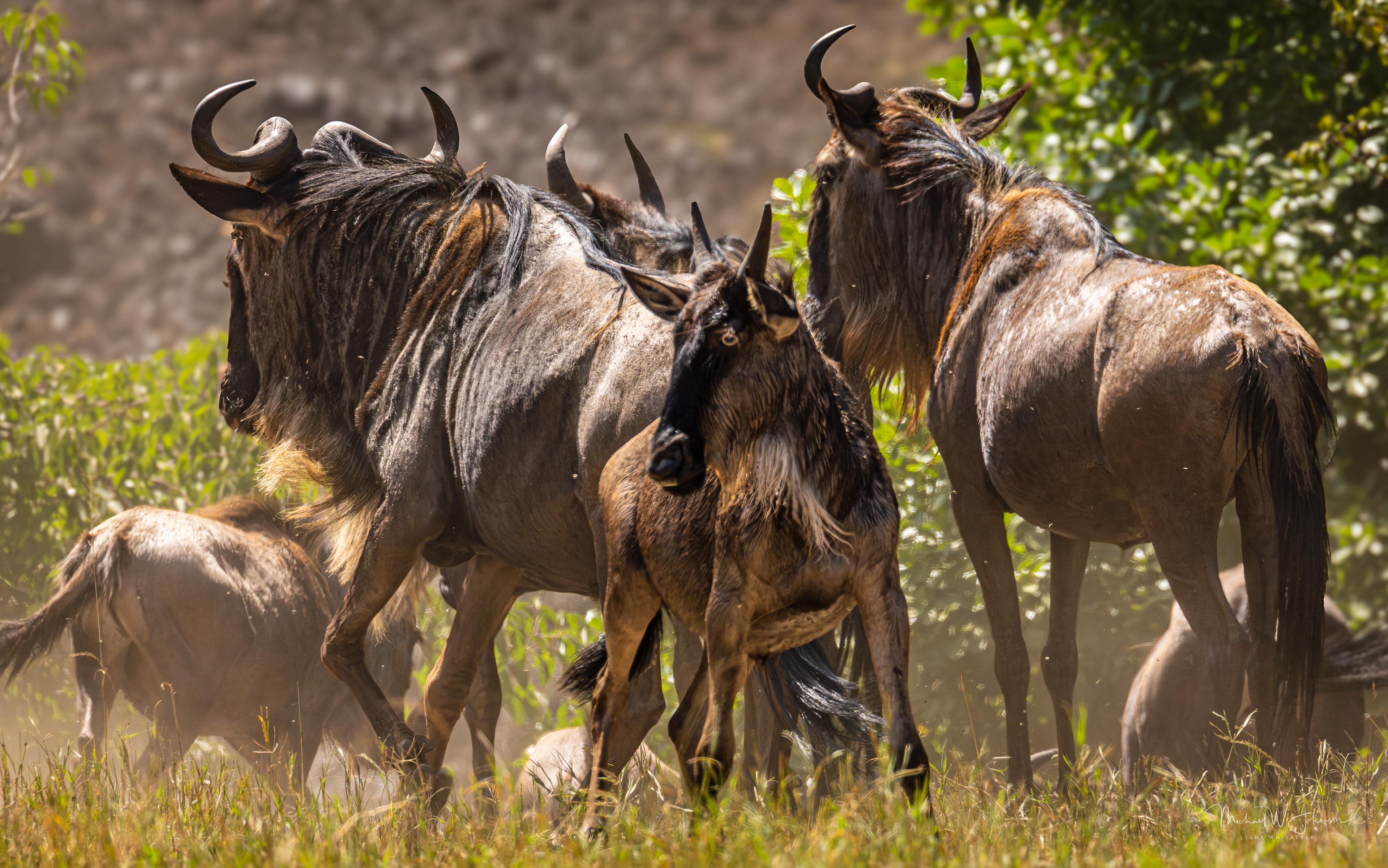 Wildebeests