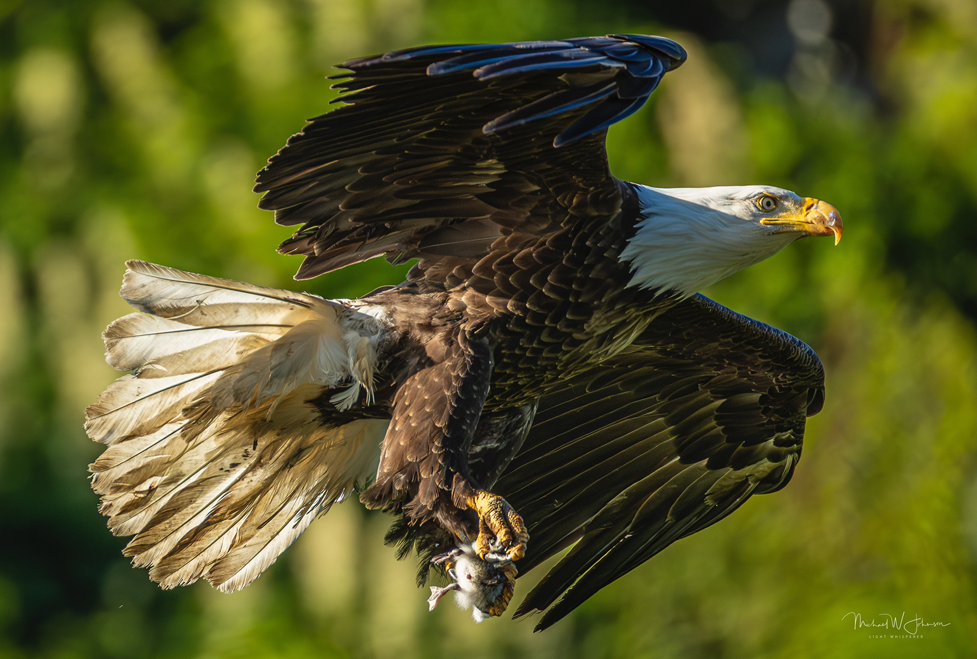 Bald Eagle