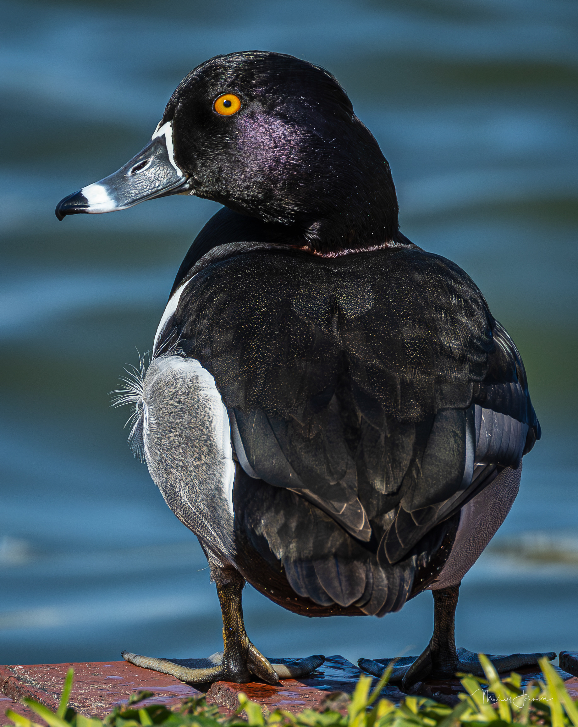 Ring-necked Duck