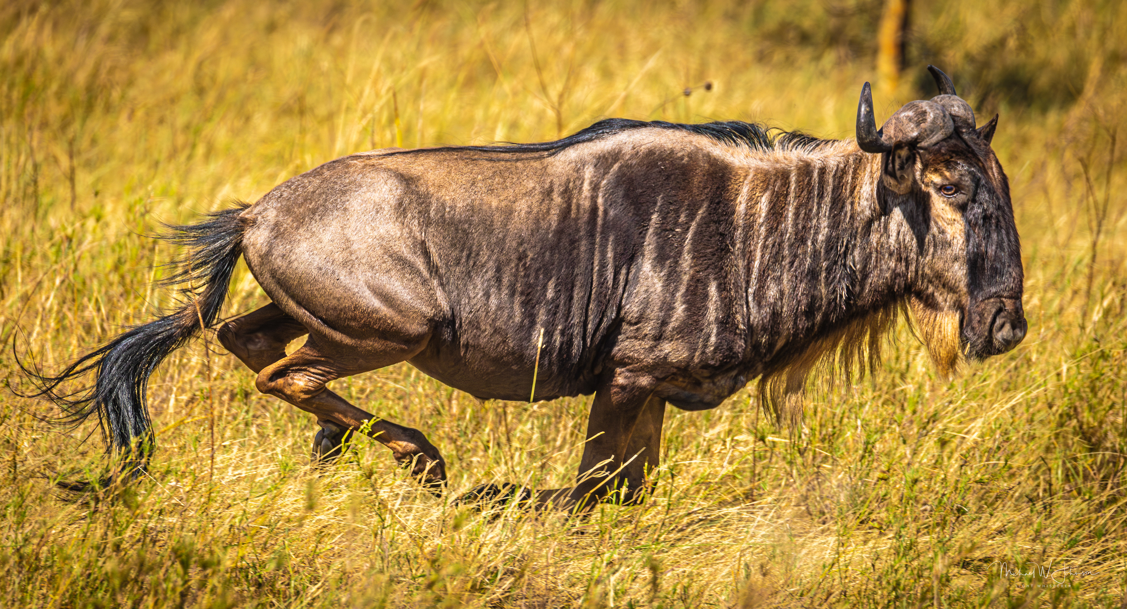 Wildebeest