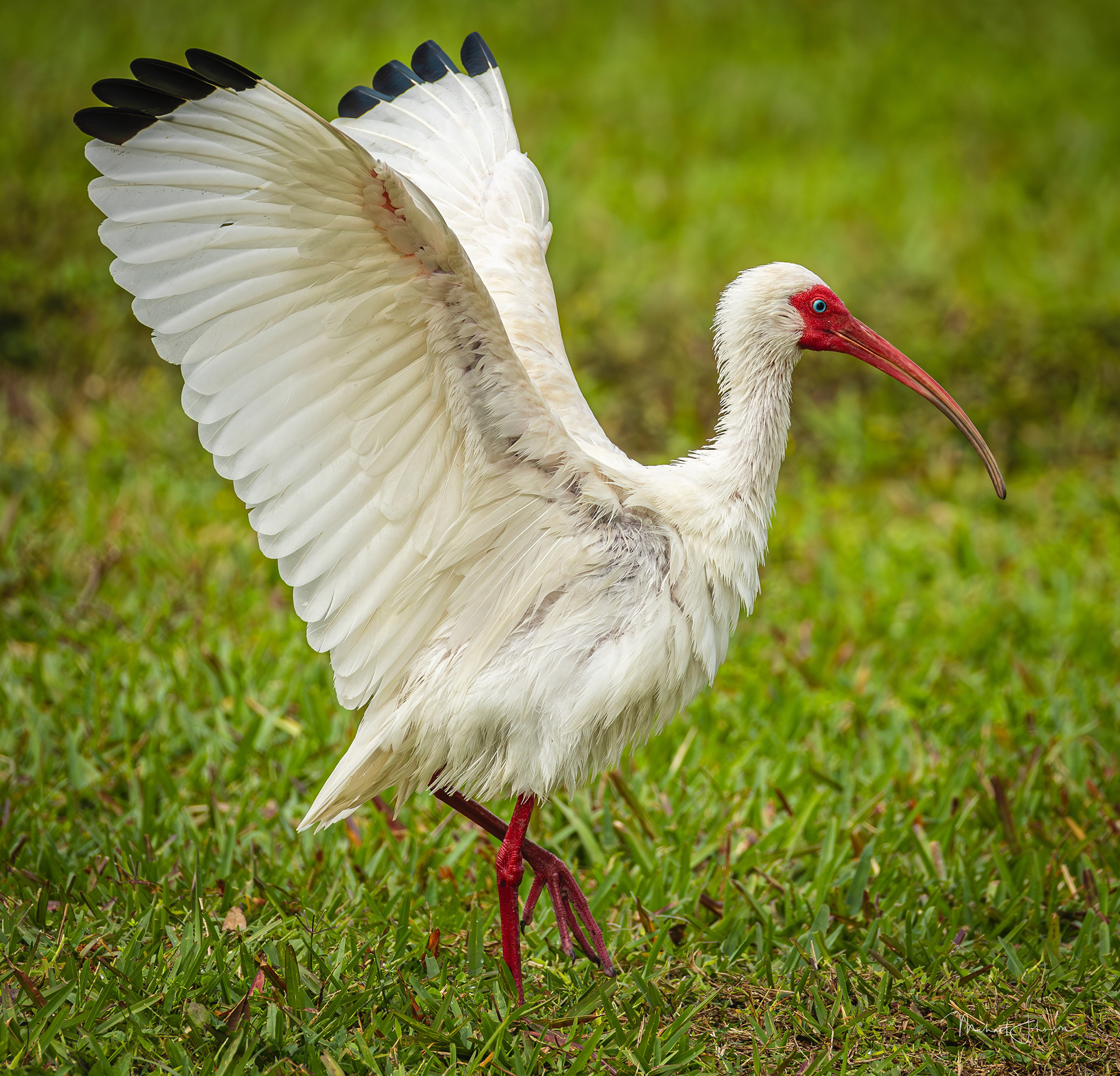 White Ibis