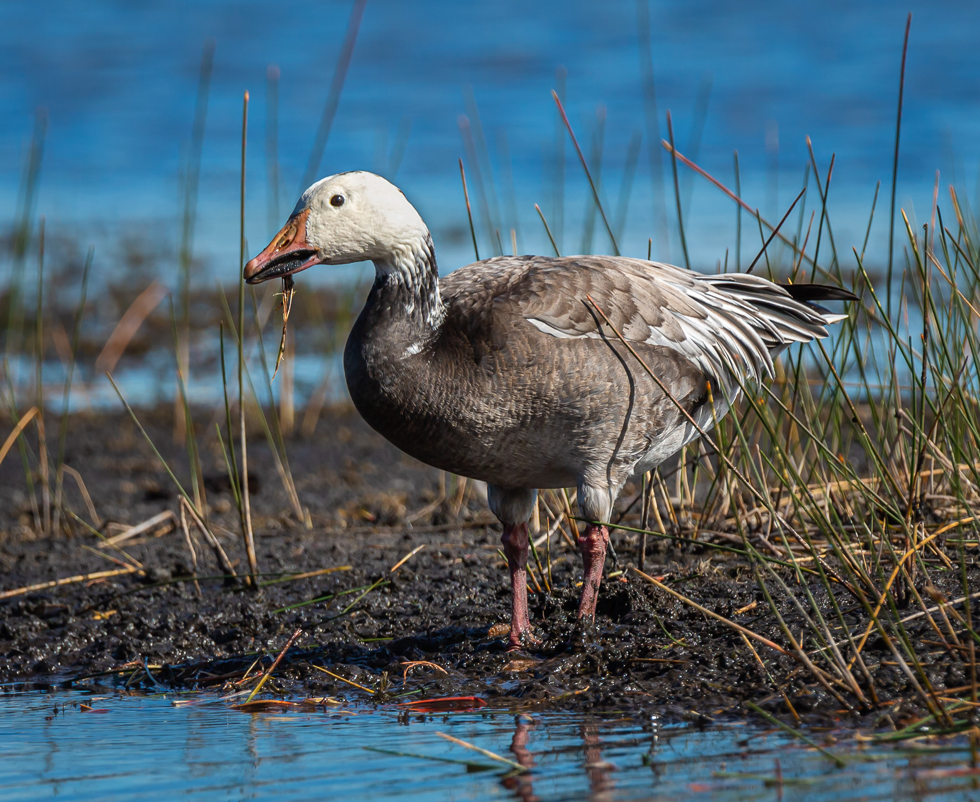 Snow Goose