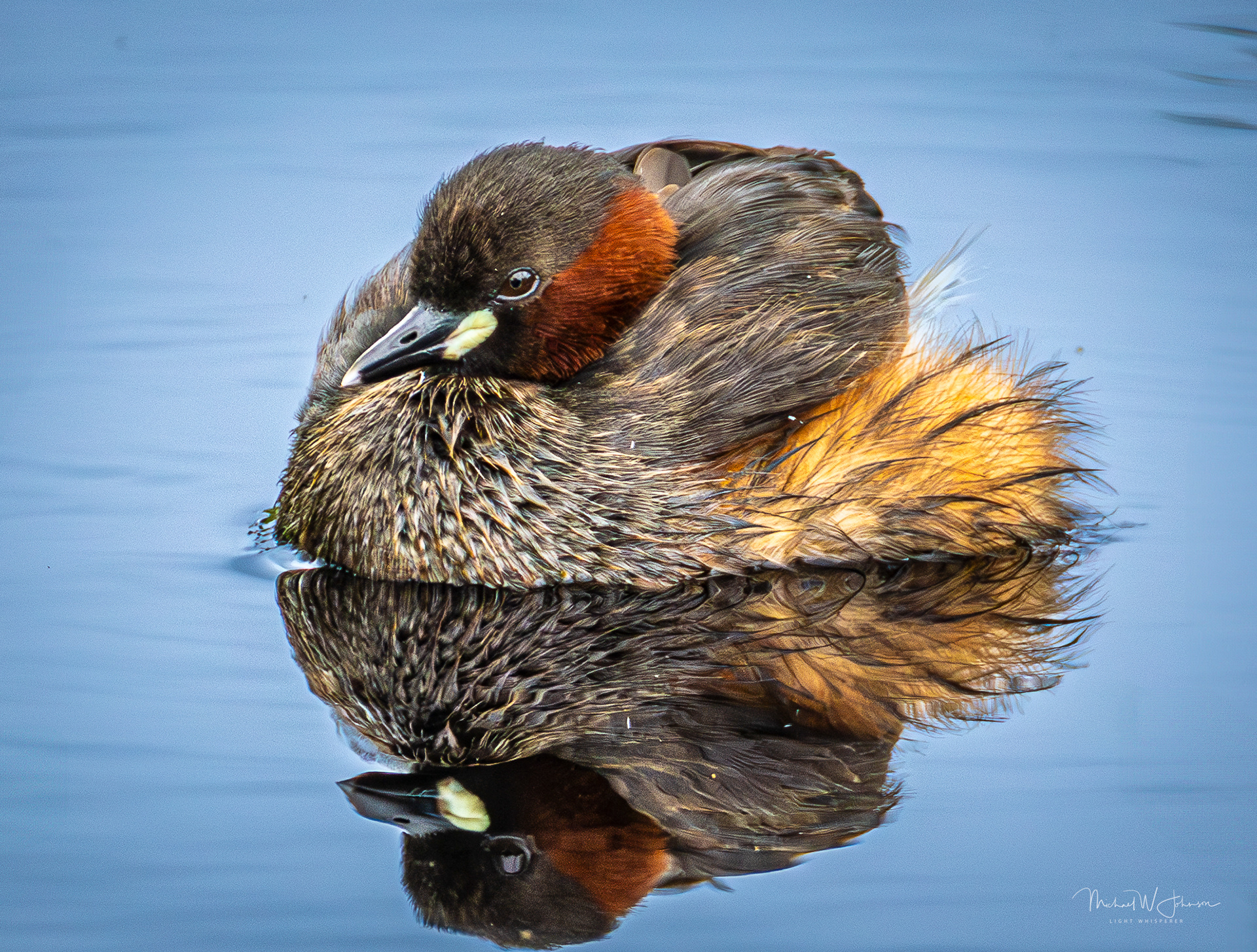Little Grebe