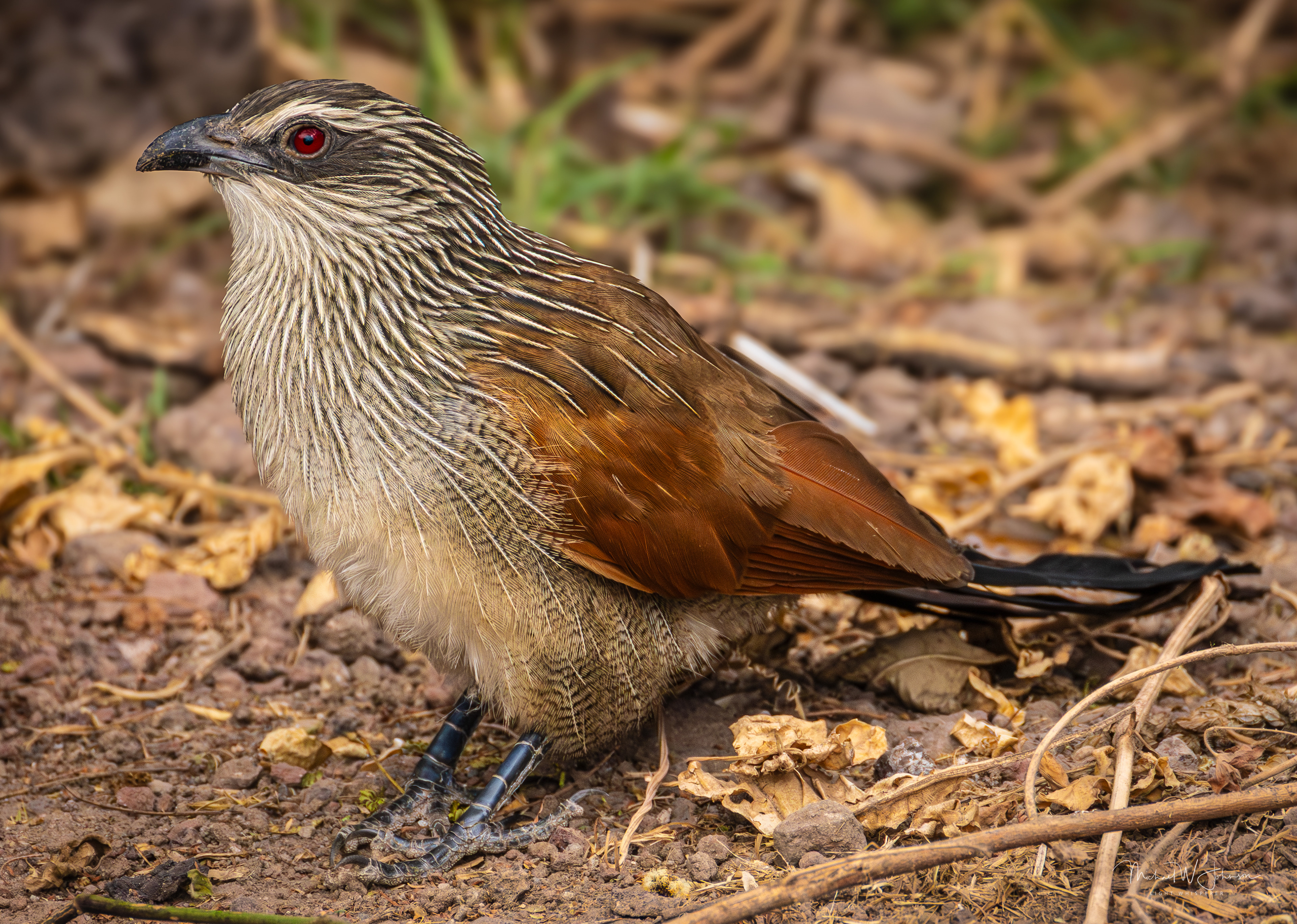 White-Browed Coucal