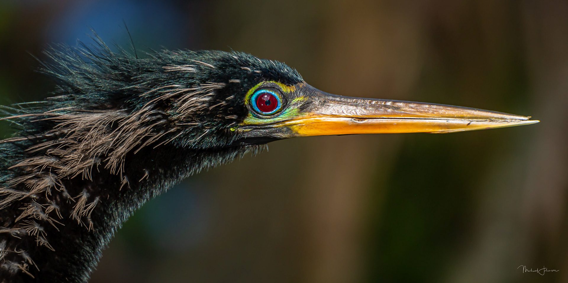 Anhinga