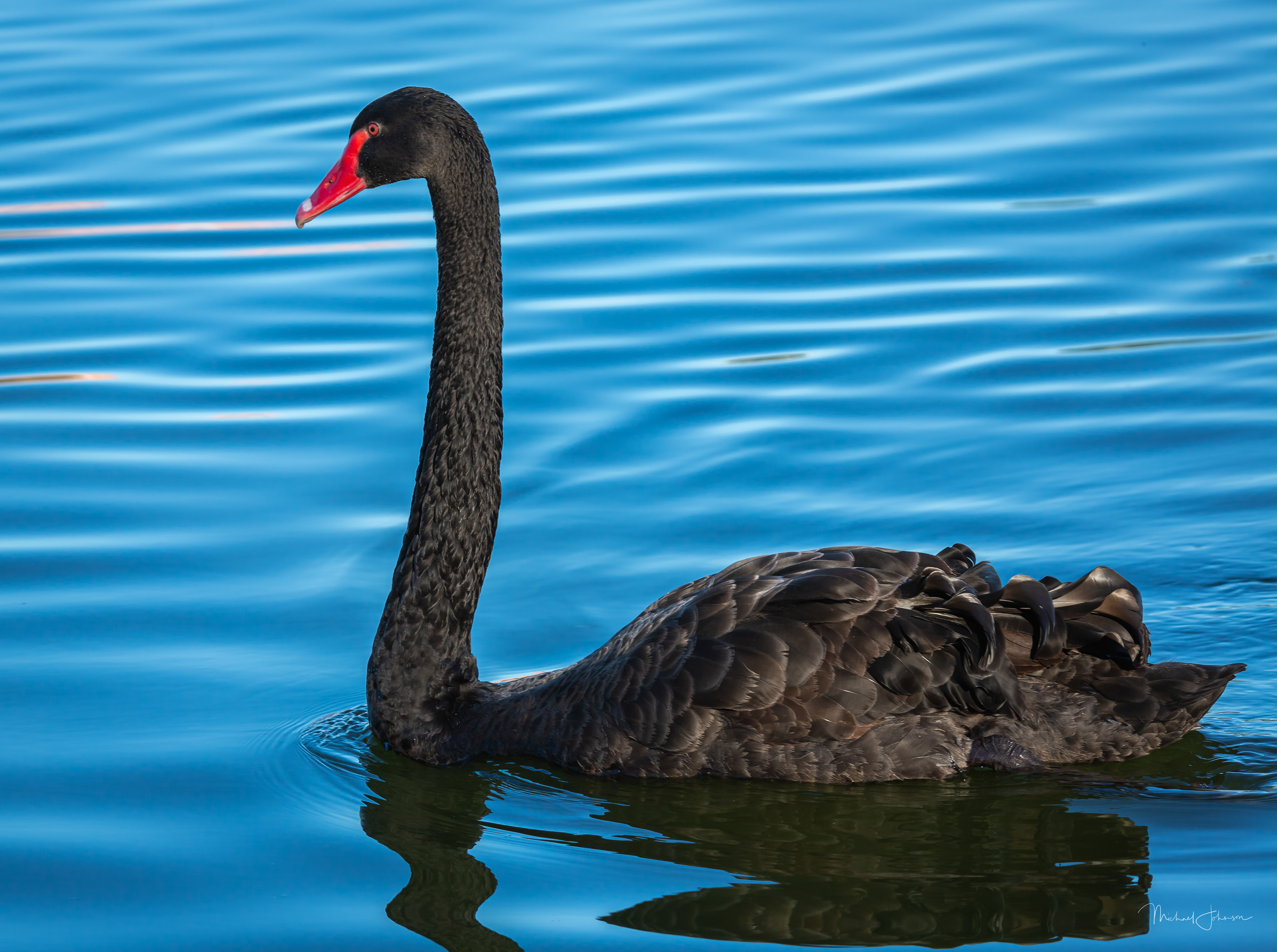 Black Swan
