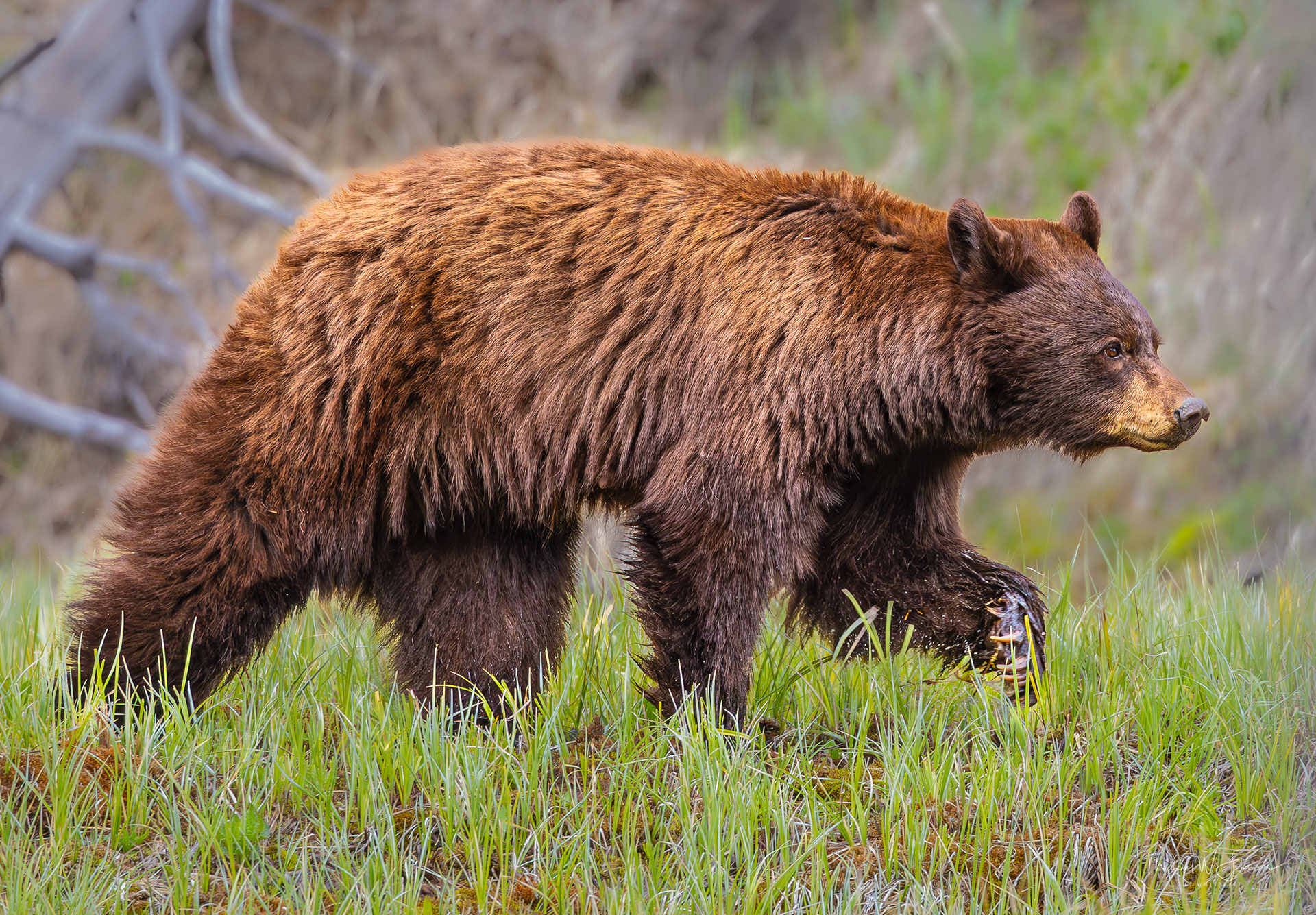 Black Bear (Cinnamon)