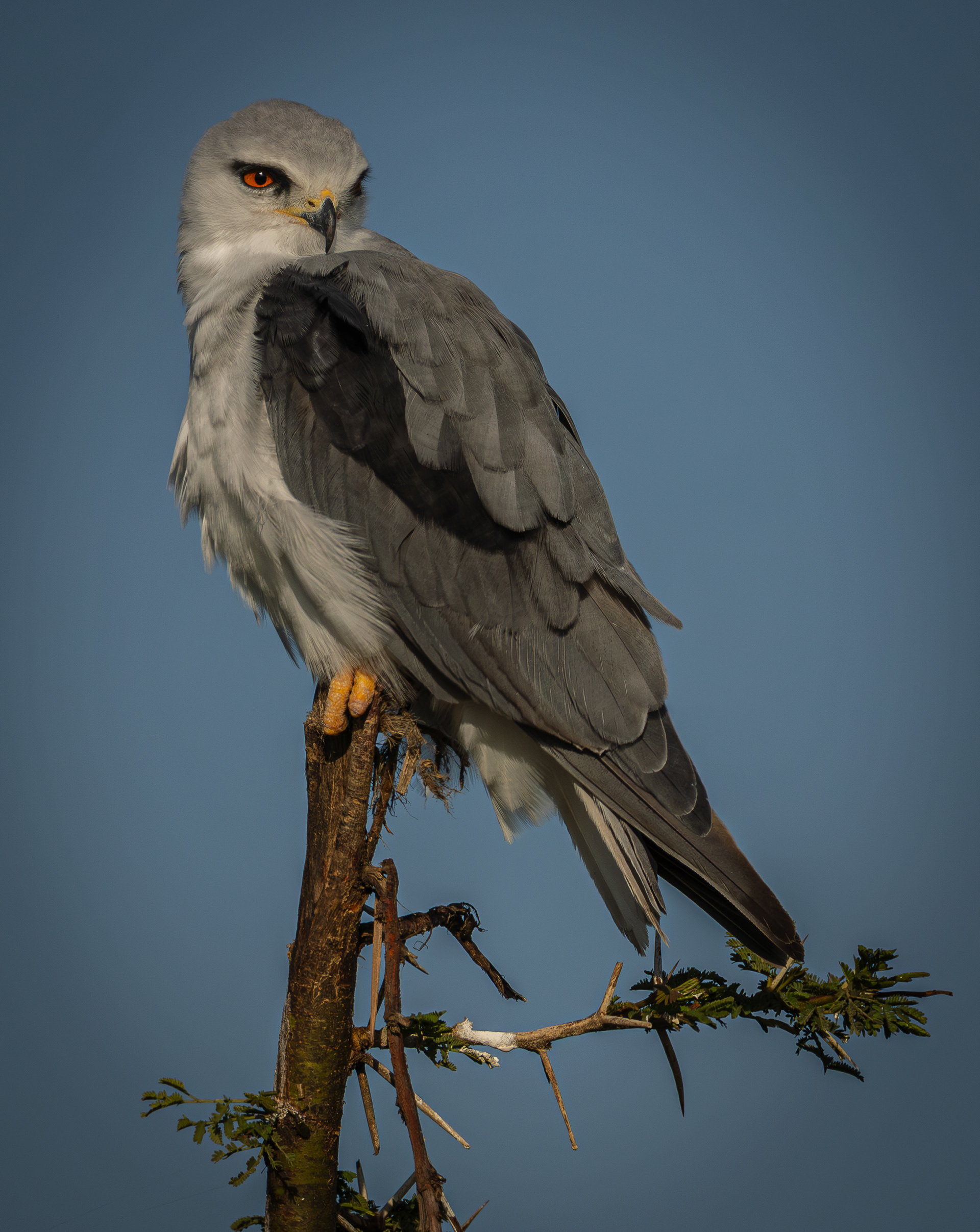 Black-winged Kite