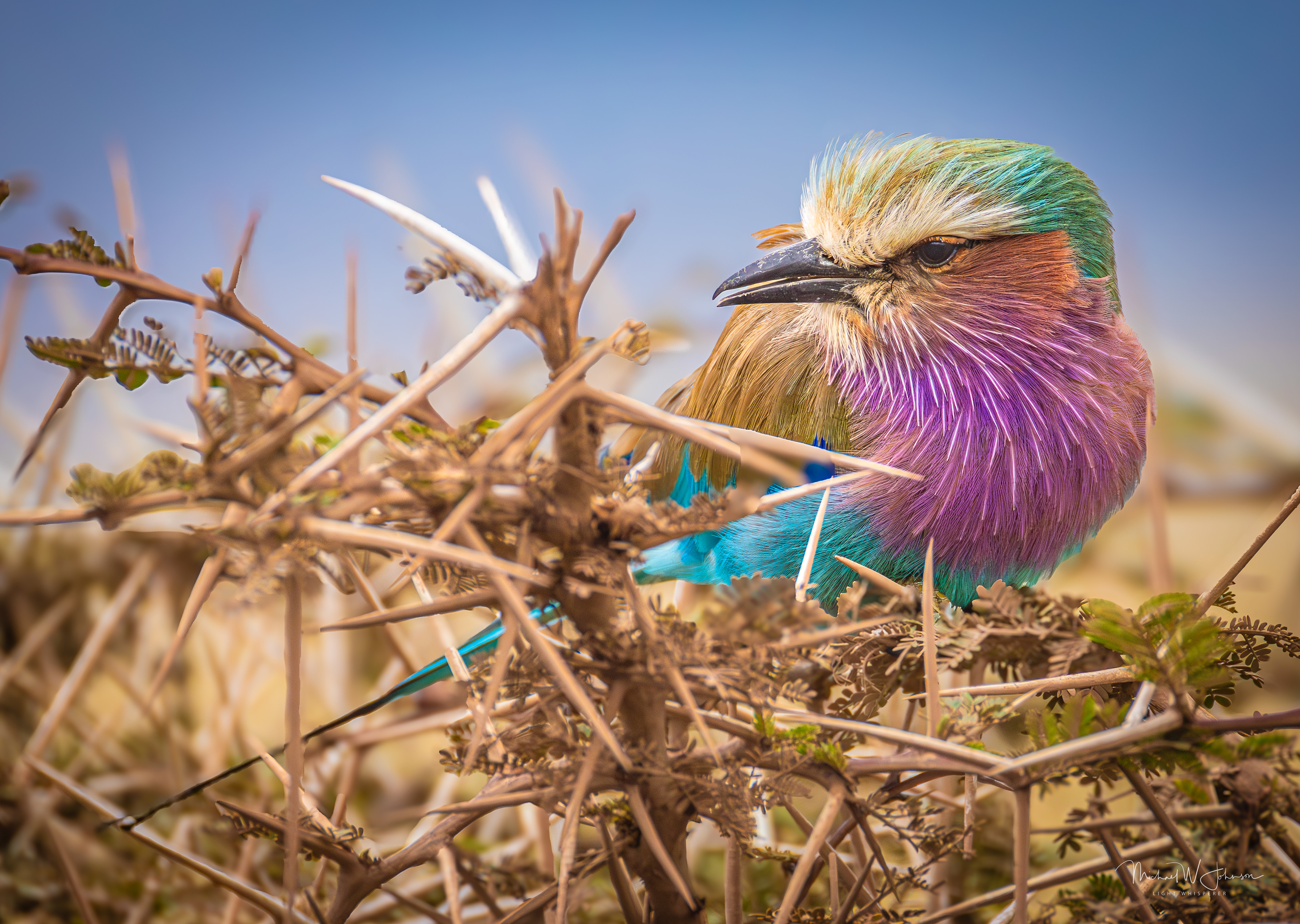 Lilac-breasted Roller