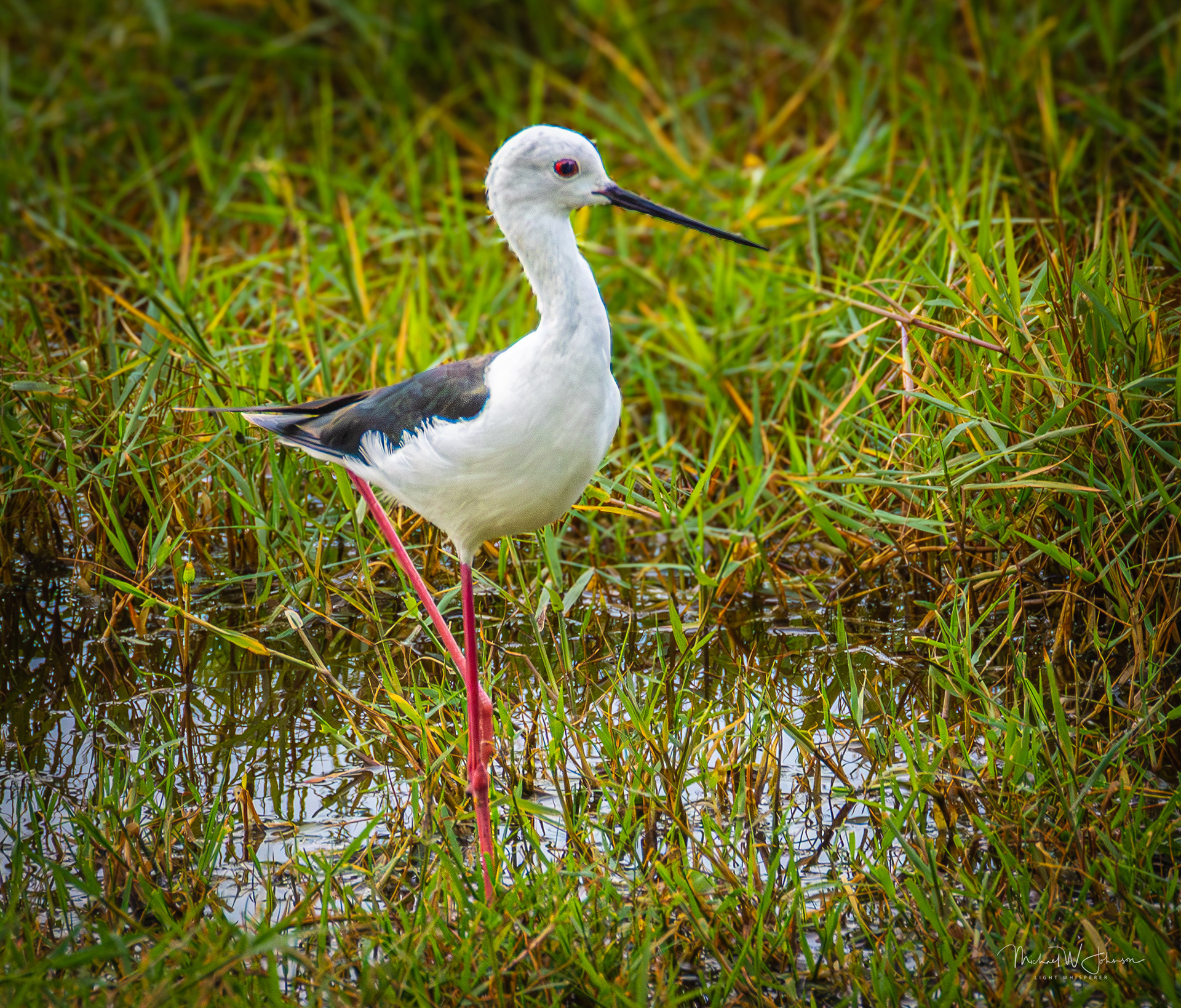 Black-winged Stilt