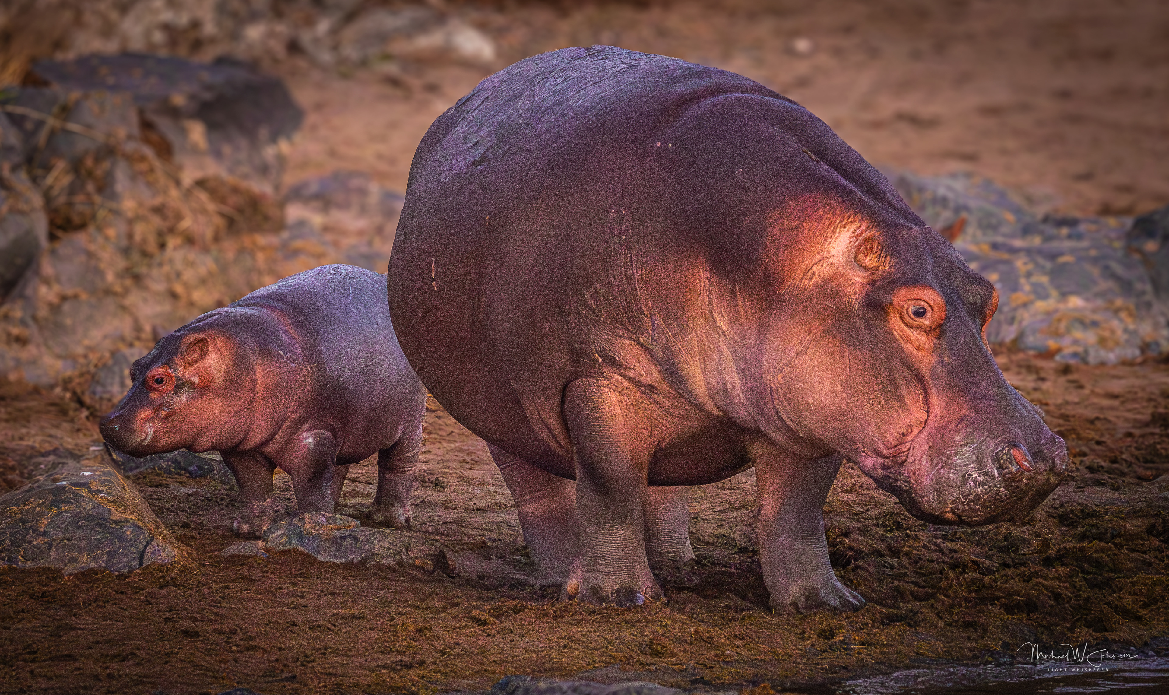 Hippos