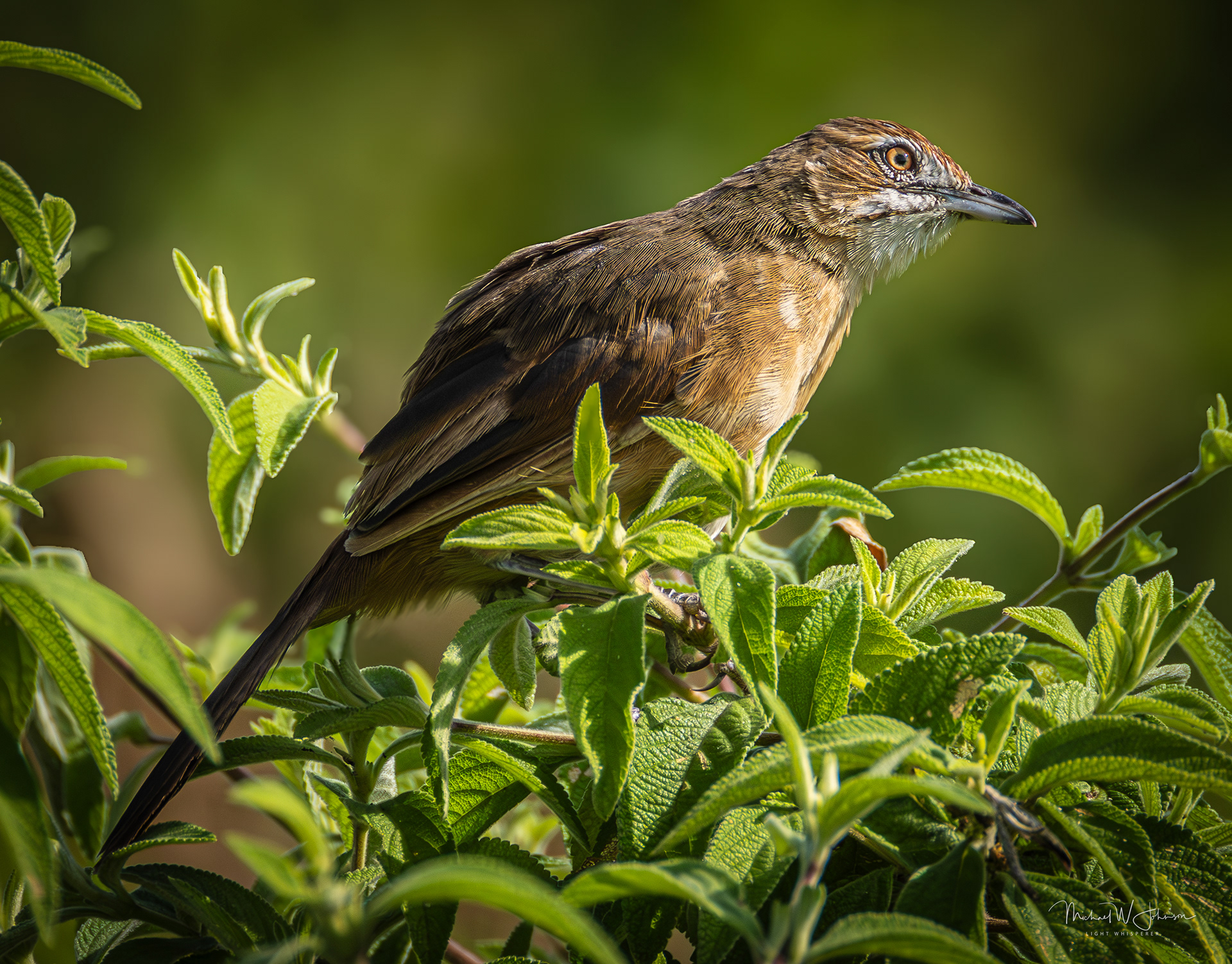 Moustached Grass Warbler