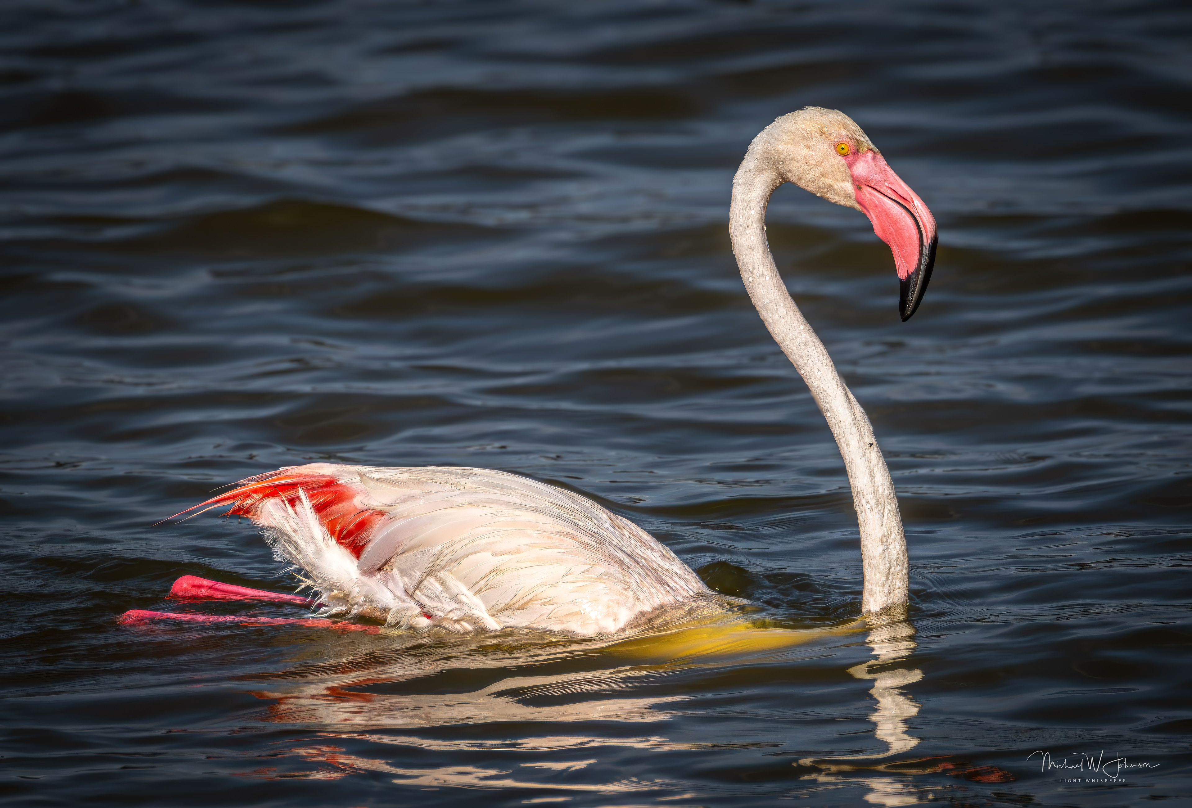 Greater Flamingo
