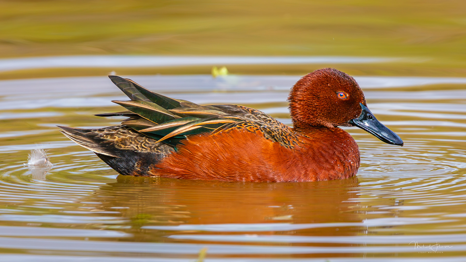 Cinnamon Teal