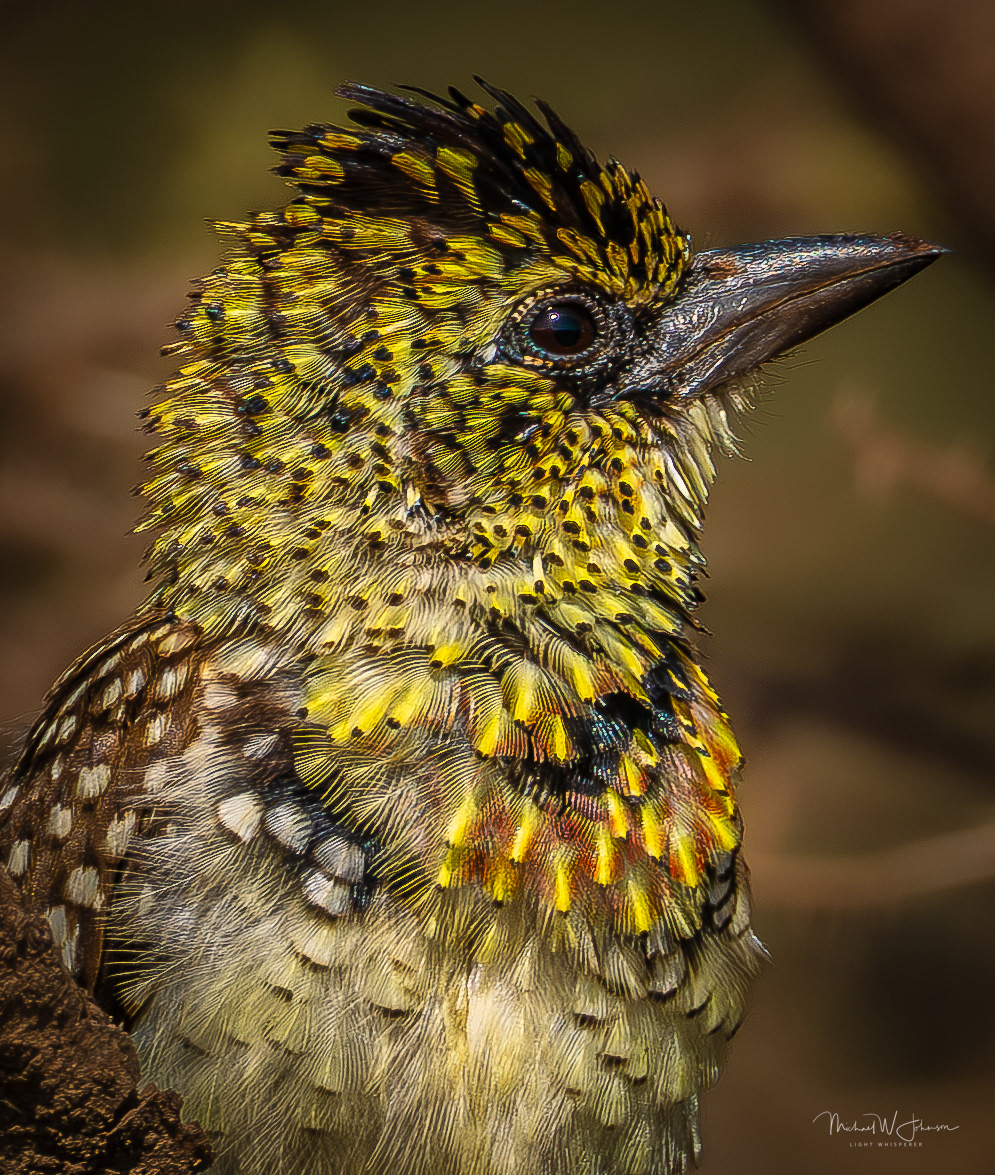 D'Arnaud's Barbet